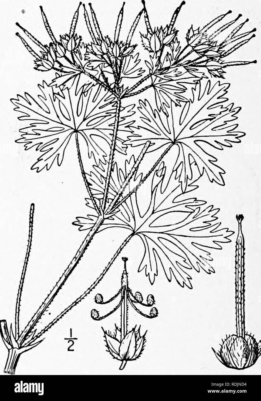 . An illustrated flora of the northern United States, Canada and the British possessions, from Newfoundland to the parallel of the southern boundary of Virginia, and from the Atlantic Ocean westward to the 102d meridian. Botany; Botany. 7. Geranium Bicknellii Britten. Bicknell's Crane's-bill. Fig. 2658. G. Bicknellii Britton, Bull. Torr. Club 24 : 92. 1S97. Similar to the preceding species, but taller, the stems usually more slender, loosely pubescent. Leaves slender-petioled, somewhat angulate in outline, the segments oblong or linear-oblong, mostly narrower; peduncles slender, 2-flowered, th Stock Photo