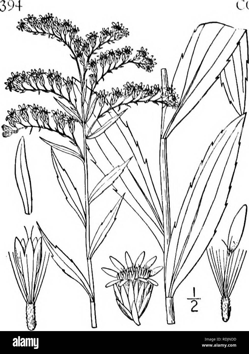 . An illustrated flora of the northern United States, Canada and the British possessions, from Newfoundland to the parallel of the southern boundary of Virginia, and from the Atlantic Ocean westward to the 102d meridian. Botany; Botany. COMPOSITAE. Vol. III. 37. Solidago serotina Ait. Late Golden- rod. Fig. 4241). Solidago serotina Ait. Hort. Kew. 3:211. 1789. -S gigantea Ait. Hort. Kew. 3: 211. 17S9. Solidago Pitcheri Nutt. Journ. Acad. Phil. 7: 101. S. serotina gigantea A. Gray, Proc. Am. Acad. 17: 1S0. :882. Stem stout, 3°-8° high, glabrous, sometimes glaucous. Leaves lanceolate or oblong- Stock Photo