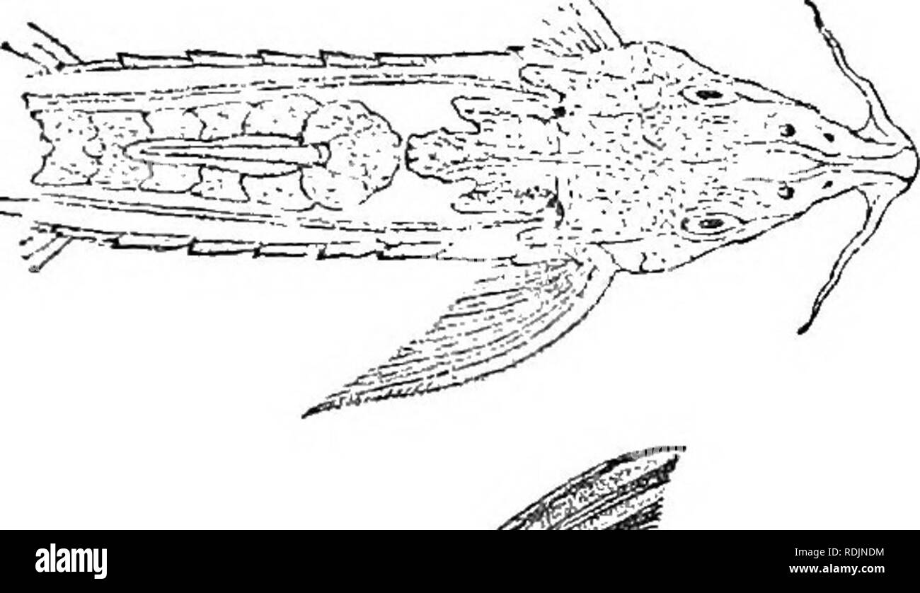 . Catalogue of the fresh-water fishes of Africa in the British museum (Natural history) ... Fishes; Freshwater animals. BELONOGLANIS. 509 1. BELONOGLANIS TENUIS. Bouleng. 1. c. pi. xiv. fig. 4. Depth of body 14 times in total length, length of head 7 times. Head much depressed, 1| times as long as broad, covered above with granular asperities ; a A-shaped ridge on snout; no fontanelle ; occipital process trilobate ; snout acutely pointed,  length of head, strongly projecting beyond mouth; eye 6 times in length of head, 2^ times in Fig. 380.. Please note that these images are extracted from sc Stock Photo