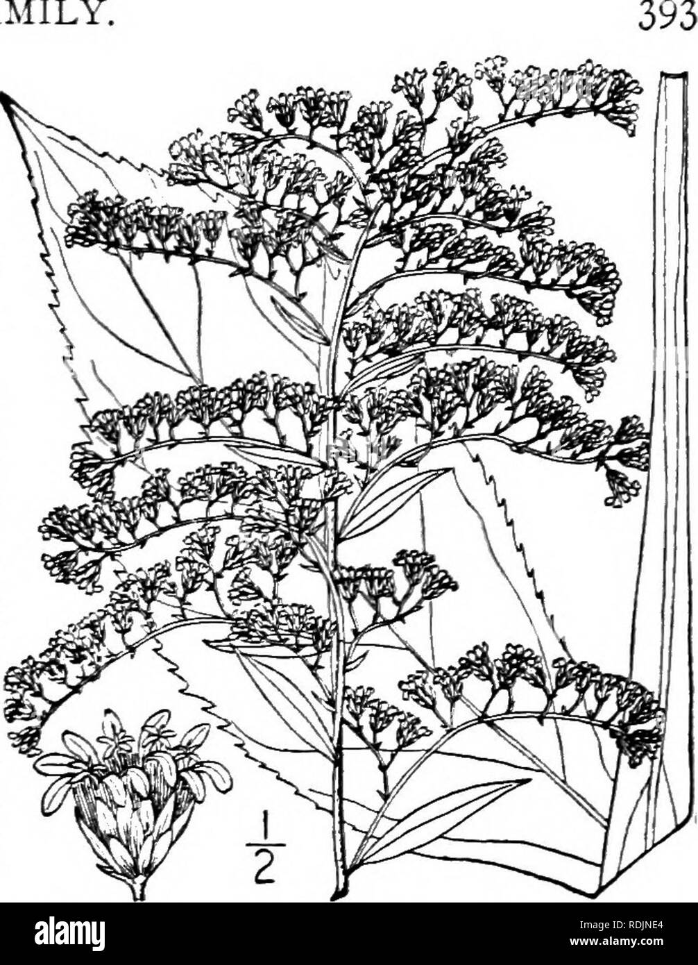 . An illustrated flora of the northern United States, Canada and the British possessions, from Newfoundland to the parallel of the southern boundary of Virginia, and from the Atlantic Ocean westward to the 102d meridian. Botany; Botany. Genus 22. THISTLE FAMILY. 34. Solidago juncea Ait. Early or Sharp- toothed Golden-rod. Fig. 4246. Solidago juncea Ait. Hort. Kew. 3: 213. 1789. S. arguta scabrella T. &amp; G. Fl. N. A. 2: 214. 1841. Solidago juncea scabrella A. Gray, Syn. Fl. 2 : Part 2, 155. 1884. Solidago juncea ramosa Porter &amp; Britton, Bull. Torr. Club 18: 368. 1891. Stem glabrous, or v Stock Photo