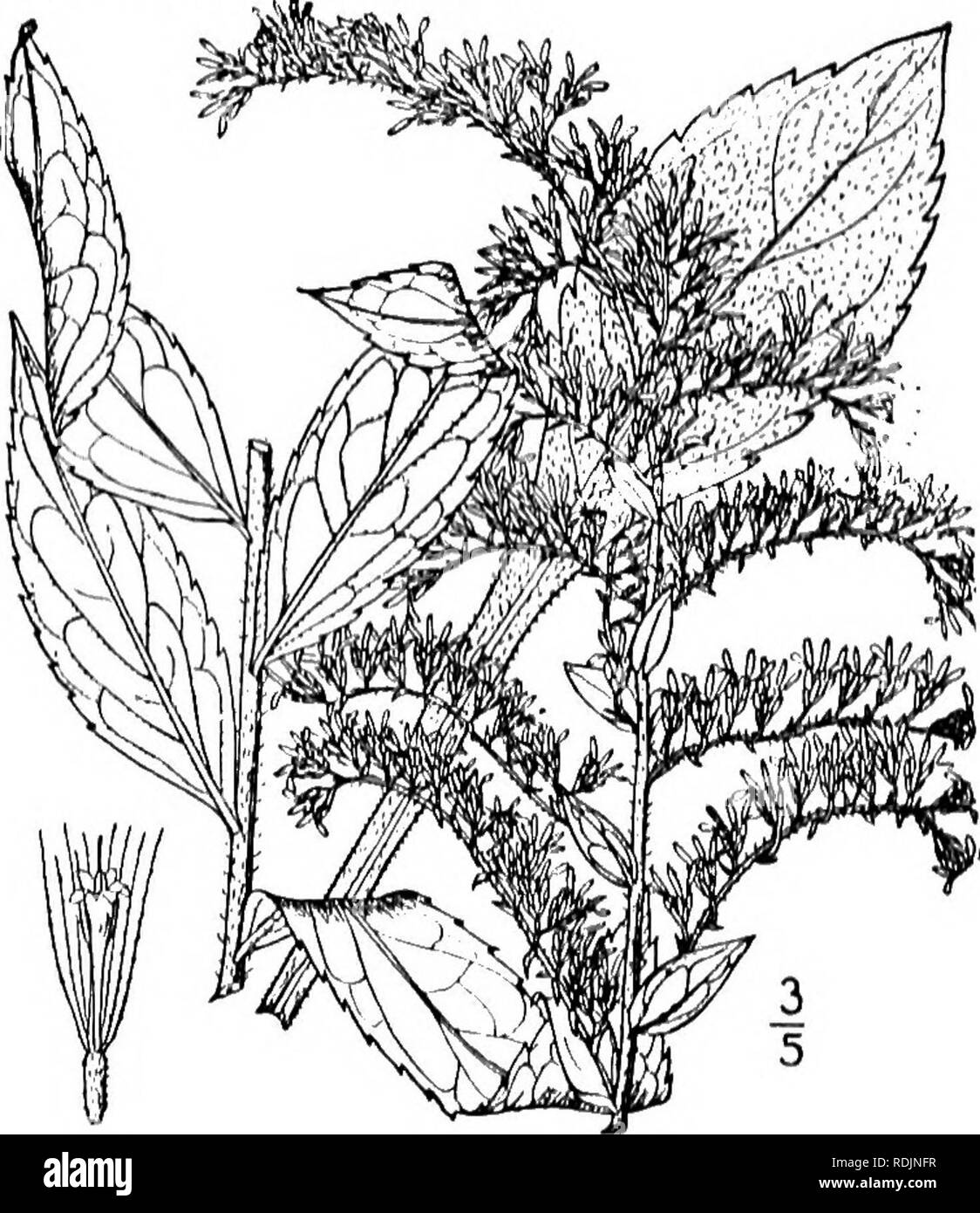 . An illustrated flora of the northern United States, Canada and the British possessions, from Newfoundland to the parallel of the southern boundary of Virginia, and from the Atlantic Ocean westward to the 102d meridian. Botany; Botany. 27. Solidago rugdsa Mill. Wrinkle- leaved, Tall Hairy, or Pyramid Golden-rod. Bitter-weed. I'ig- 4-'39- 5. rugosa Mill. Gard. Diet. F.d. 8, No. 25. 1768. Solidago aspcra Ait. llort. Kew. 3: 112, 1789. Stem hirsute or scabrous, rarely glabrate, usually stout, l°-jh° high, simple, or branched at the summit. Leaves more or less pubescent or scabrous, oval, oblong- Stock Photo