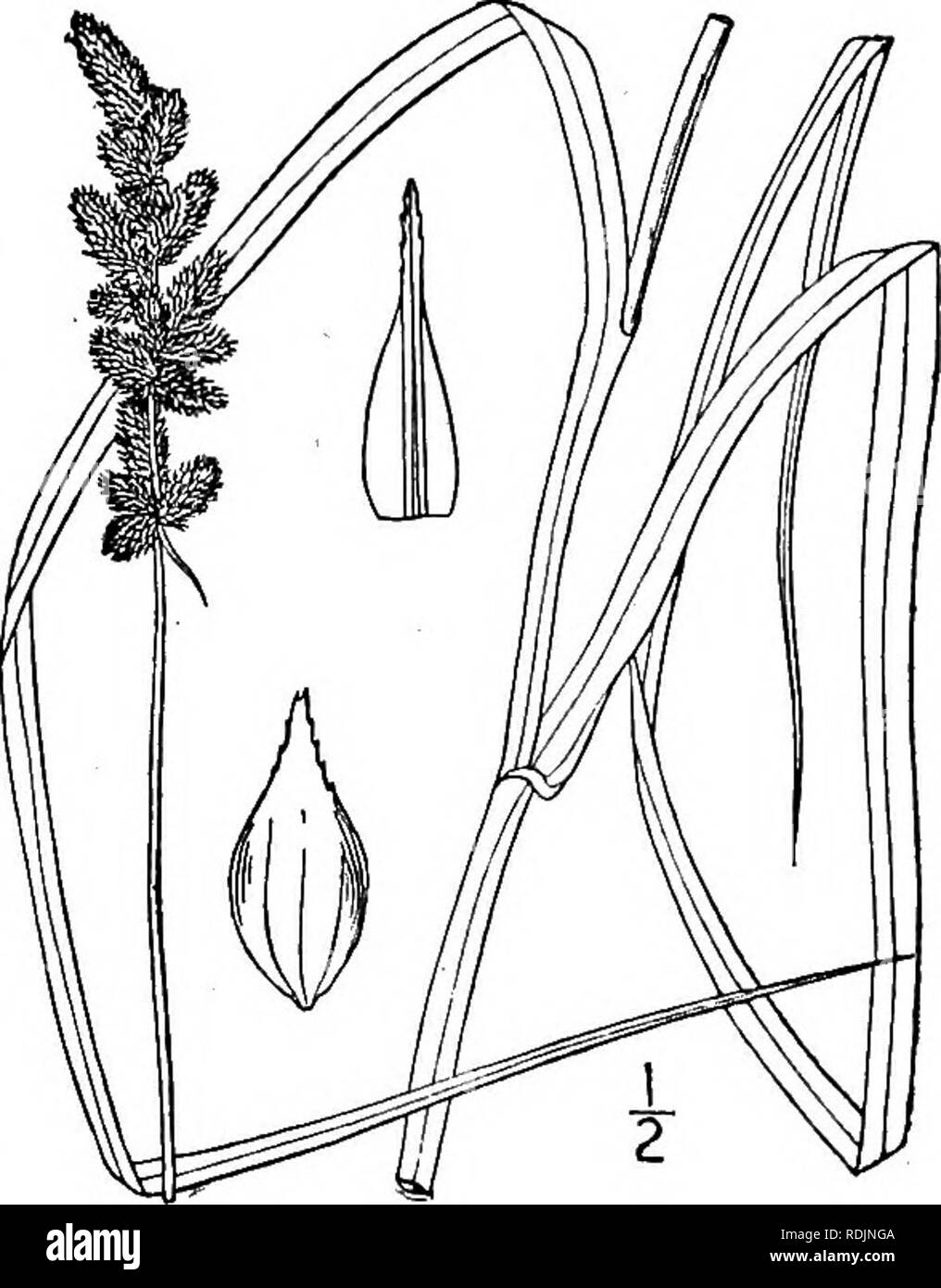 . An illustrated flora of the northern United States, Canada and the British possessions, from Newfoundland to the parallel of the southern boundary of Virginia, and from the Atlantic Ocean westward to the 102d meridian. Botany; Botany. 27. Carex vulpinoidea Michx. Fox Sedge. Fig. 894. Carex vulpinoidea Michx. Fl. Bor. Am. 2: 169. 1803. Culms slender, stiff, sharply 3-angled, very rough above, i°-3° tall. Leaves i&quot;-2i&quot; wide, elongated, many exceeding the culm; sheaths tight, transversely rugulose; bracts bristle-like, sometimes 2'3' long; spikes ovoid-oblong, androgynous, densely fl Stock Photo