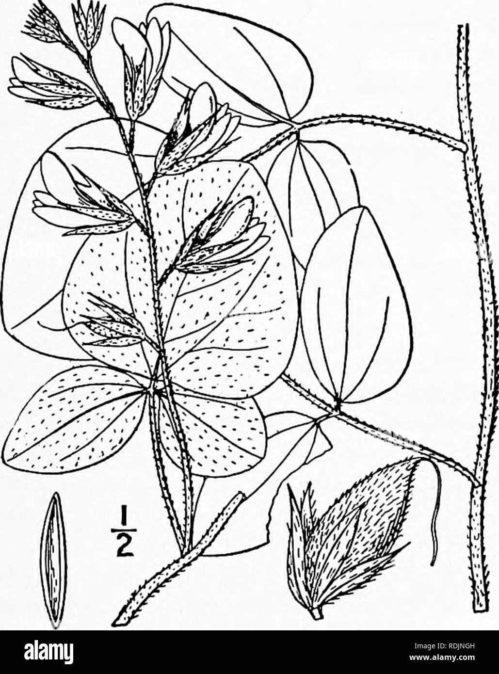 . An illustrated flora of the northern United States, Canada and the British possessions, from Newfoundland to the parallel of the southern boundary of Virginia, and from the Atlantic Ocean westward to the 102d meridian. Botany; Botany. I. Dolicholus tomentosus (L.) Vail. Twin- ing Dolicholus. Fig. 2642. Glycine tomentosa L. Sp. PI. 754. 1753. Rhynchosia tomentosa var. volubilis T. &amp; G. Fl. N. A. 1:285. 1838. Rhynchosia tomentosa H. &amp; A. Comp. Bot. Mag. i : 23. 1835- D. tomentosus Vail, Bull. Torr. Club 26: 112. 1899. Trailing or twining, more or less pubescent with spreading hairs, si Stock Photo