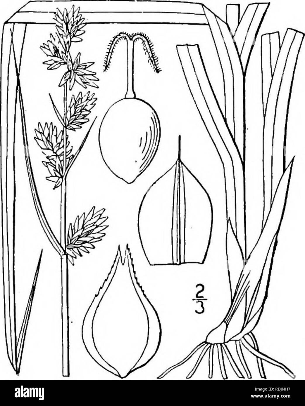 . An illustrated flora of the northern United States, Canada and the British possessions, from Newfoundland to the parallel of the southern boundary of Virginia, and from the Atlantic Ocean westward to the 102d meridian. Botany; Botany. 24. Carex sparganioides Muhl. Sedge. Fig. 891. C. sparganioides Muhl.; Willd. Sp. PI. 4: 237. 1805. Rather dark green with white and green mottled sheaths, culms stout or slender, rough above, sharply 3-angled, i03° tall. Leaves broad and flat, 2i&quot;-s&quot; wide, usually shorter than the culm, their lower part septate-nodulose as are the loose membranous t Stock Photo