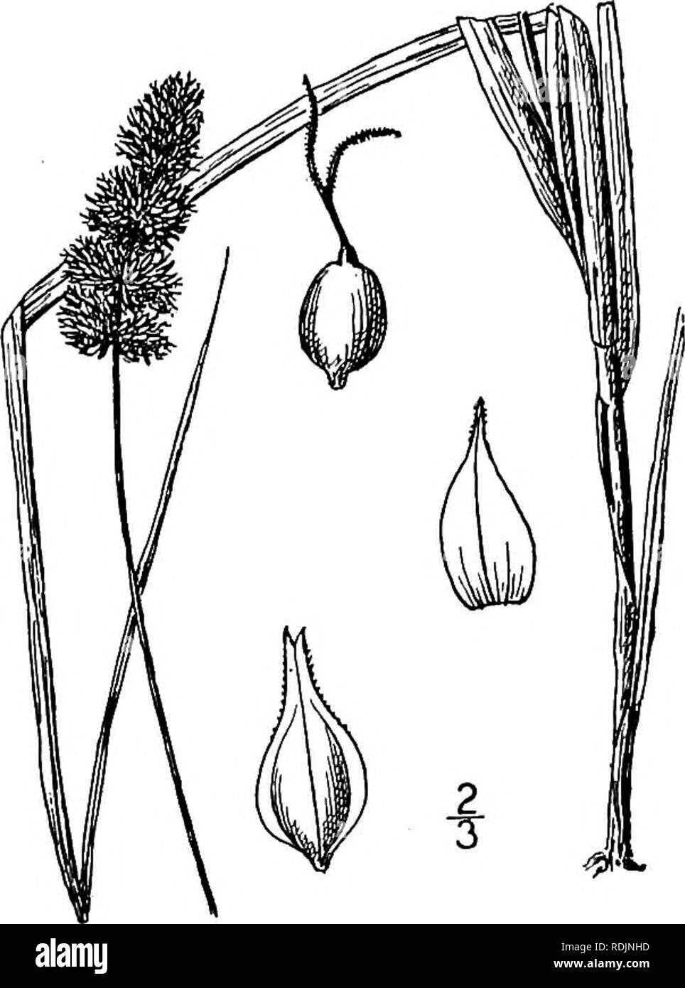 . An illustrated flora of the northern United States, Canada and the British possessions, from Newfoundland to the parallel of the southern boundary of Virginia, and from the Atlantic Ocean westward to the 102d meridian. Botany; Botany. 368 CYPERACEAE. Vol. I.. 24. Carex sparganioides Muhl. Sedge. Fig. 891. C. sparganioides Muhl.; Willd. Sp. PI. 4: 237. 1805. Rather dark green with white and green mottled sheaths, culms stout or slender, rough above, sharply 3-angled, i03° tall. Leaves broad and flat, 2i&quot;-s&quot; wide, usually shorter than the culm, their lower part septate-nodulose as a Stock Photo