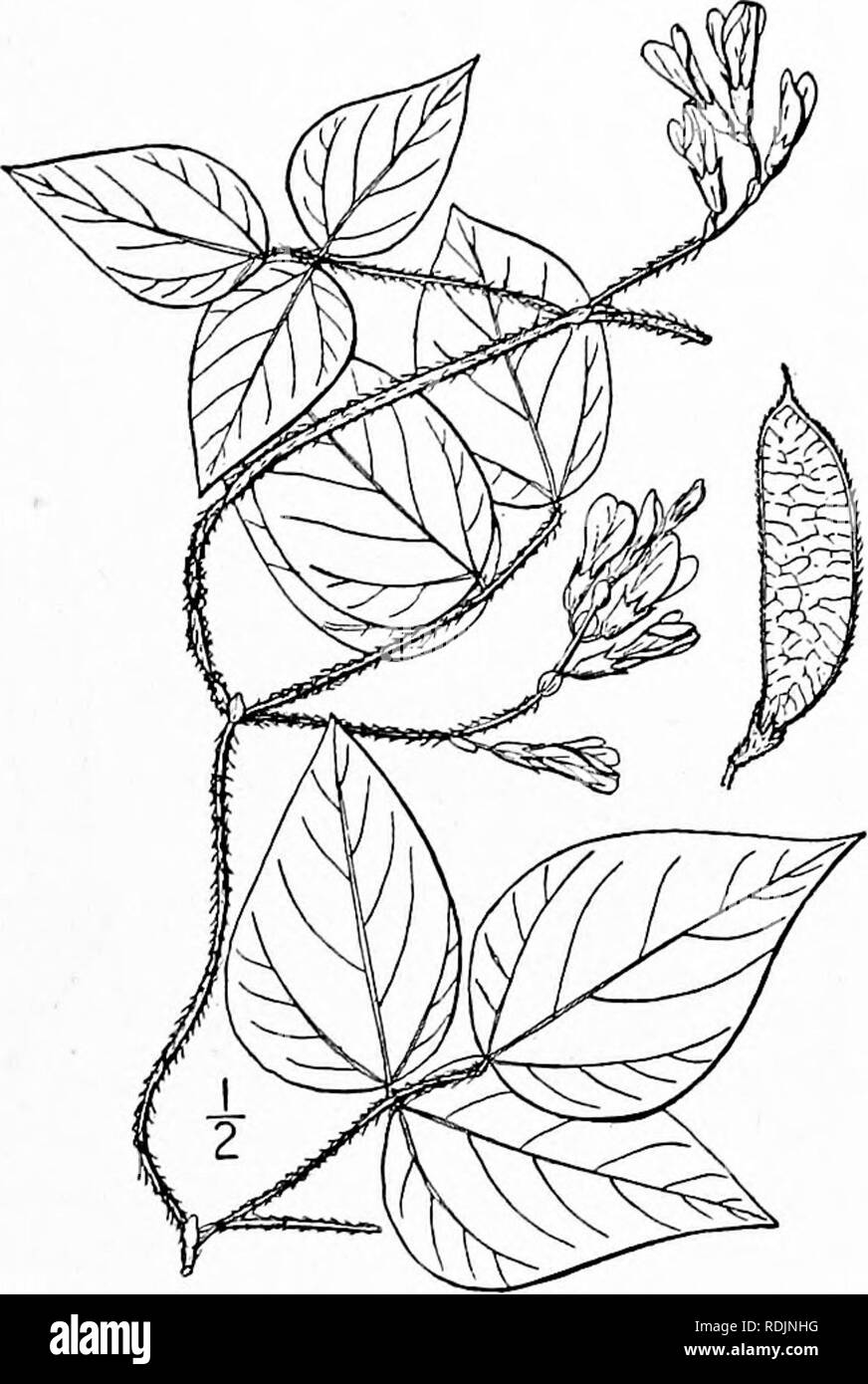 . An illustrated flora of the northern United States, Canada and the British possessions, from Newfoundland to the parallel of the southern boundary of Virginia, and from the Atlantic Ocean westward to the 102d meridian. Botany; Botany. 2. Falcata Pitcheri (T. &amp;G.) Kuntze. Pitcher's Hog Pea-nut. Fig. 2639. Amphicarpaea Pitcheri T. &amp; G. FI. N. A. i : 292. 1838. F. Pitcheri Kuntze, Rev. Gen. PI. 182. 1891. Similar to the preceding but generally stouter, villous-pubescent throughout with reflexed brown hairs. Leaflets larger and thicker, sometimes 4' long; pedicels mostly shorter than the Stock Photo