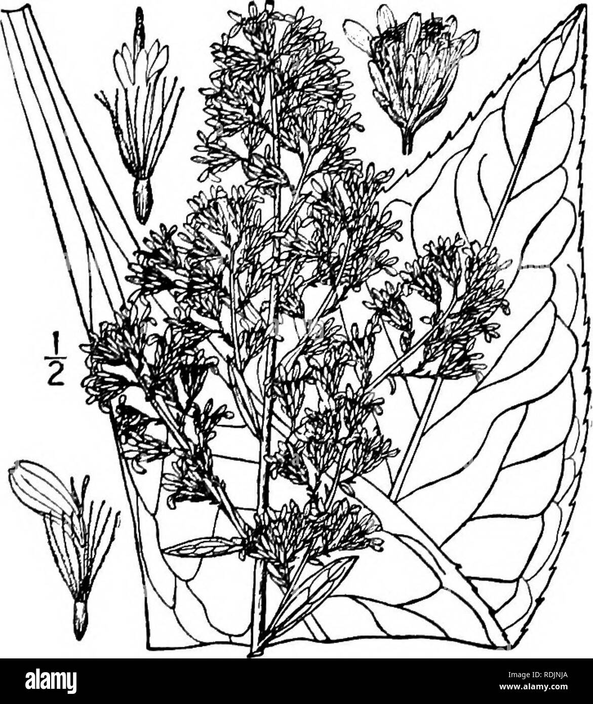 . An illustrated flora of the northern United States, Canada and the British possessions, from Newfoundland to the parallel of the southern boundary of Virginia, and from the Atlantic Ocean westward to the 102d meridian. Botany; Botany. Genus 22. THISTLE FAMILY. 16. Solidago uliginosa Nutt. Bog or Swamp Golden-rocl. Fig. 4228. Solidago uliginosa Nutt. Journ. Phil. Acad. 7: 101. i834. Stem glabrous, rather stout, simple, 2°-4° high, the branches of the inflorescence more or less pubescent. Leaves oblong-lanceolate or lanceolate, glabrous, firm, more or less cilio- late or scabrous on the margin Stock Photo