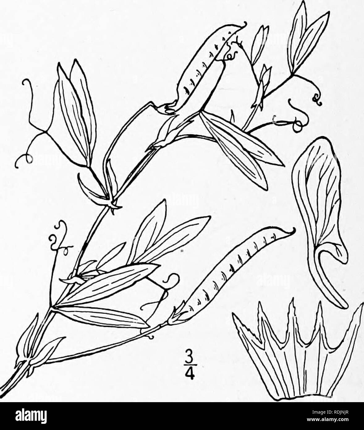 . An illustrated flora of the northern United States, Canada and the British possessions, from Newfoundland to the parallel of the southern boundary of Virginia, and from the Atlantic Ocean westward to the 102d meridian. Botany; Botany. 9. Lathyrus latifolius L. Everlasting Pea. Fig. 2632. Lathyrus latifolius L. Sp. PI. 733- I753- Perennial, glabrous; stems high-climbing, broadly winged, 3° long or more. Stipules lanceolate, acute, often i' long; petioles as long as the stipules or longer, winged like the stem; leaflets a single pair, oblong-lanceolate to elliptic, strongly veined, 2-4' long,  Stock Photo