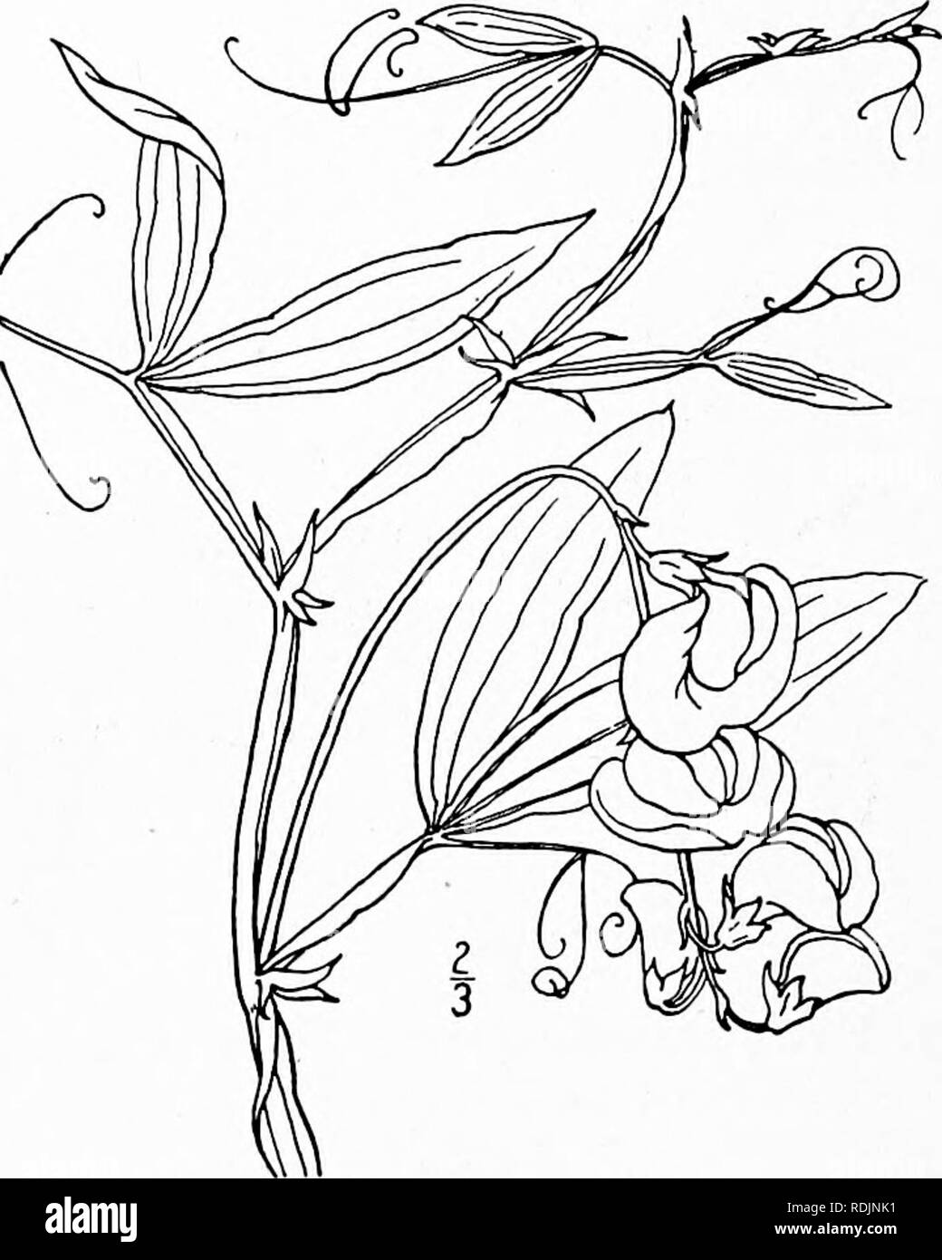 . An illustrated flora of the northern United States, Canada and the British possessions, from Newfoundland to the parallel of the southern boundary of Virginia, and from the Atlantic Ocean westward to the 102d meridian. Botany; Botany. 416 FABACEAE. Vol. il.. 9. Lathyrus latifolius L. Everlasting Pea. Fig. 2632. Lathyrus latifolius L. Sp. PI. 733- I753- Perennial, glabrous; stems high-climbing, broadly winged, 3° long or more. Stipules lanceolate, acute, often i' long; petioles as long as the stipules or longer, winged like the stem; leaflets a single pair, oblong-lanceolate to elliptic, stro Stock Photo