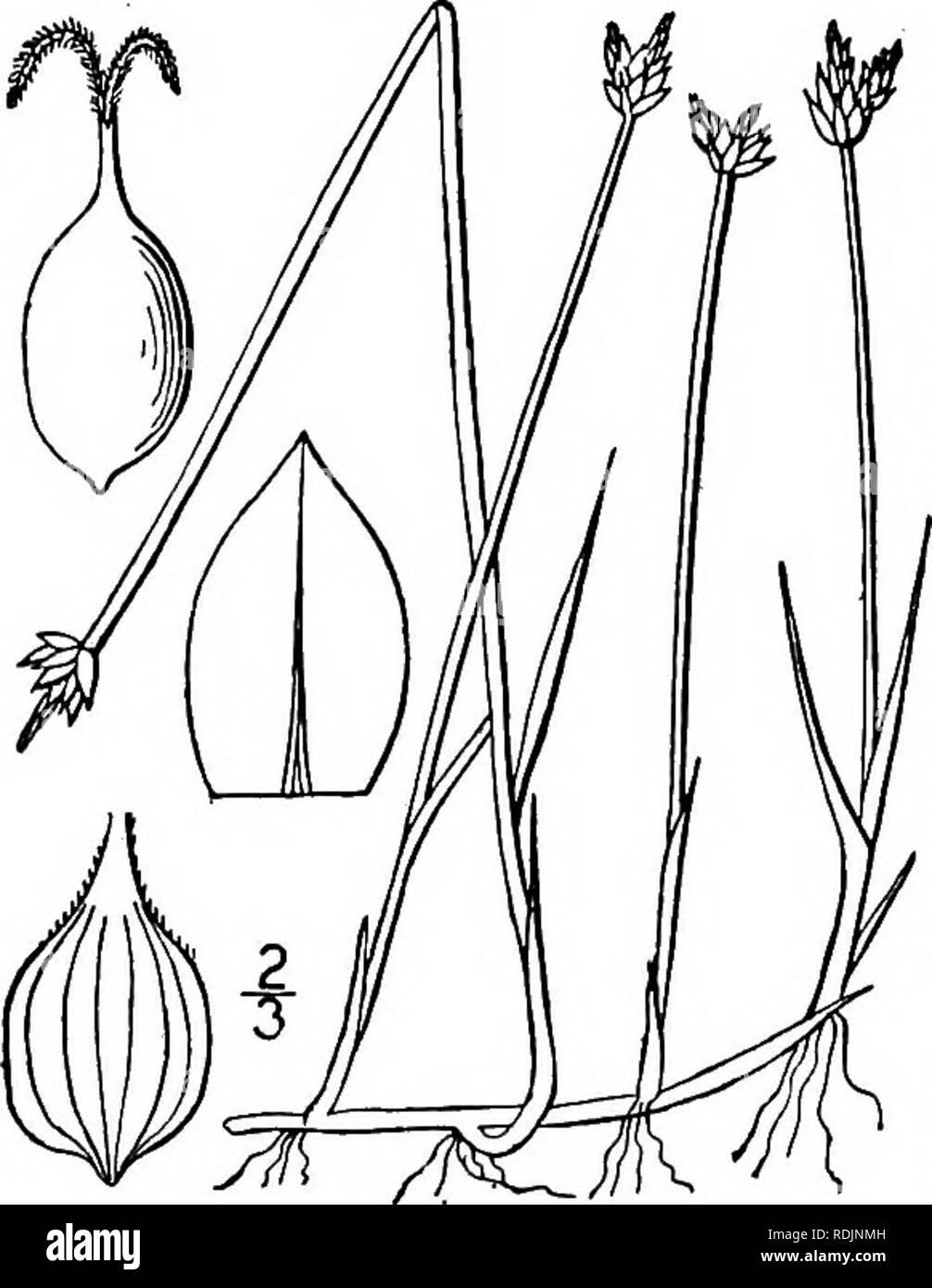 . An illustrated flora of the northern United States, Canada and the British possessions, from Newfoundland to the parallel of the southern boundary of Virginia, and from the Atlantic Ocean westward to the 102d meridian. Botany; Botany. 362 CYPERACEAE. Vol. I.. 5. Carex chordorrhiza Ehrh. Creeping Sedge. Fig. 872. Carex chordorrhiza Ehrh. in L. f. Suppl. 414. 1781. Culms elongated, the old ones prostrate, sending up from apical nodes (usually) fertile culms and from lower nodes sterile culms, the latter in succeeding seasons becoming prostrate and sending forth new culms from the nodes, the ro Stock Photo