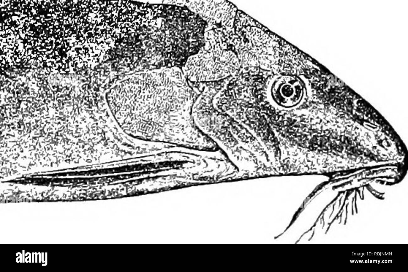 . Catalogue of the fresh-water fishes of Africa in the British museum (Natural history) ... Fishes; Freshwater animals. Synodontis sorex. Mouth of L. No (F. N.). £. times. Head 1^ to If times as long as broad, more or less rugose, finely granulate above from between the eyes, the granulate area some- times extending on the snout; snout pointed, l to 2 times as long as 'vol. ii. 2H. Please note that these images are extracted from scanned page images that may have been digitally enhanced for readability - coloration and appearance of these illustrations may not perfectly resemble the original  Stock Photo