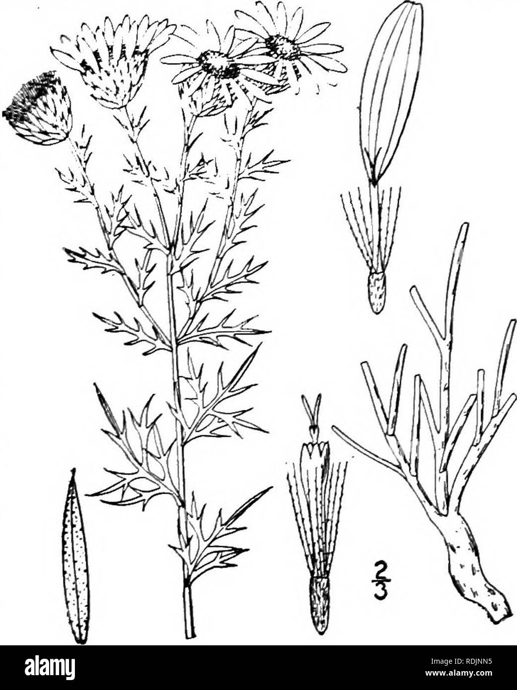 . An illustrated flora of the northern United States, Canada and the British possessions, from Newfoundland to the parallel of the southern boundary of Virginia, and from the Atlantic Ocean westward to the 102d meridian. Botany; Botany. Genus 19. THISTLE FAMILY. 379. 3. Sideranthus spinulosus (Xutt.) Sweet. Cut-leaved Sideranthus. Sapo. Fig. 4210. Amellus spinulosus Pursh, Fl. Am. Sept. 2: 564. 1814. Sideranthus spinulosus Sweet, Hort. Brit. 227. 1826. Aplopappus spinulosus DC. Prodr. 5: 347. 1836. Eriocarpum spinulosum Greene, Erythea 2: 108. 1894. S. glaberrimus Rydb. Bull. Torr. Club 27: 62 Stock Photo