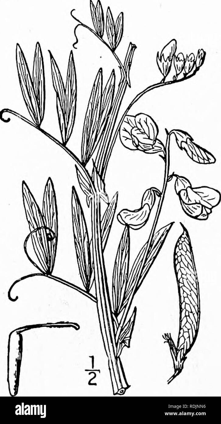 . An illustrated flora of the northern United States, Canada and the British possessions, from Newfoundland to the parallel of the southern boundary of Virginia, and from the Atlantic Ocean westward to the 102d meridian. Botany; Botany. 414 FABACEAE. Vol. II.. 3. Lathyrus palustris L. Marsh Vetchling. Wild Pea. Fig. 2626. Lathyrus palustris L. Sp. PI. 733. 1753- L. palustris linearifolius Ser in DC. Prodr. 2: 371. 1825. Perennial, glabrous or somewhat pubescent; stems an- gled and usually winged, slender, i°-3° long; stipules half- sagittate, lanceolate, linear or ovate-lanceolate, s&quot;-io& Stock Photo
