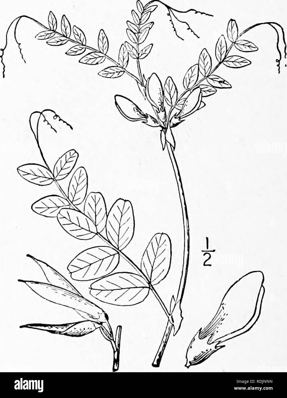 Vicia angustifolia l Black and White Stock Photos & Images - Alamy