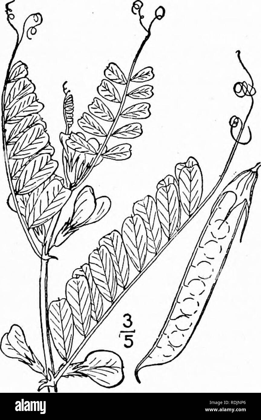 . An illustrated flora of the northern United States, Canada and the British possessions, from Newfoundland to the parallel of the southern boundary of Virginia, and from the Atlantic Ocean westward to the 102d meridian. Botany; Botany. 8. Vicia hirsuta (L.) Koch. Hairy Vetch or Tare. Tineweed. Fig. 2620. Erviim hirsntum L. Sp. PI. 738. 1753. v. Mitchelli Raf. Prec. Decouv. 37- 1814. V. hirsuta Koch, Syn. Fl. Germ. 191. 1837. Sparingly pubescent, or glabrous, an- nual, much resembling the preceding species. Stipules linear, long-auriculate and sometimes toothed; leaves nearly sessile; leaflets Stock Photo