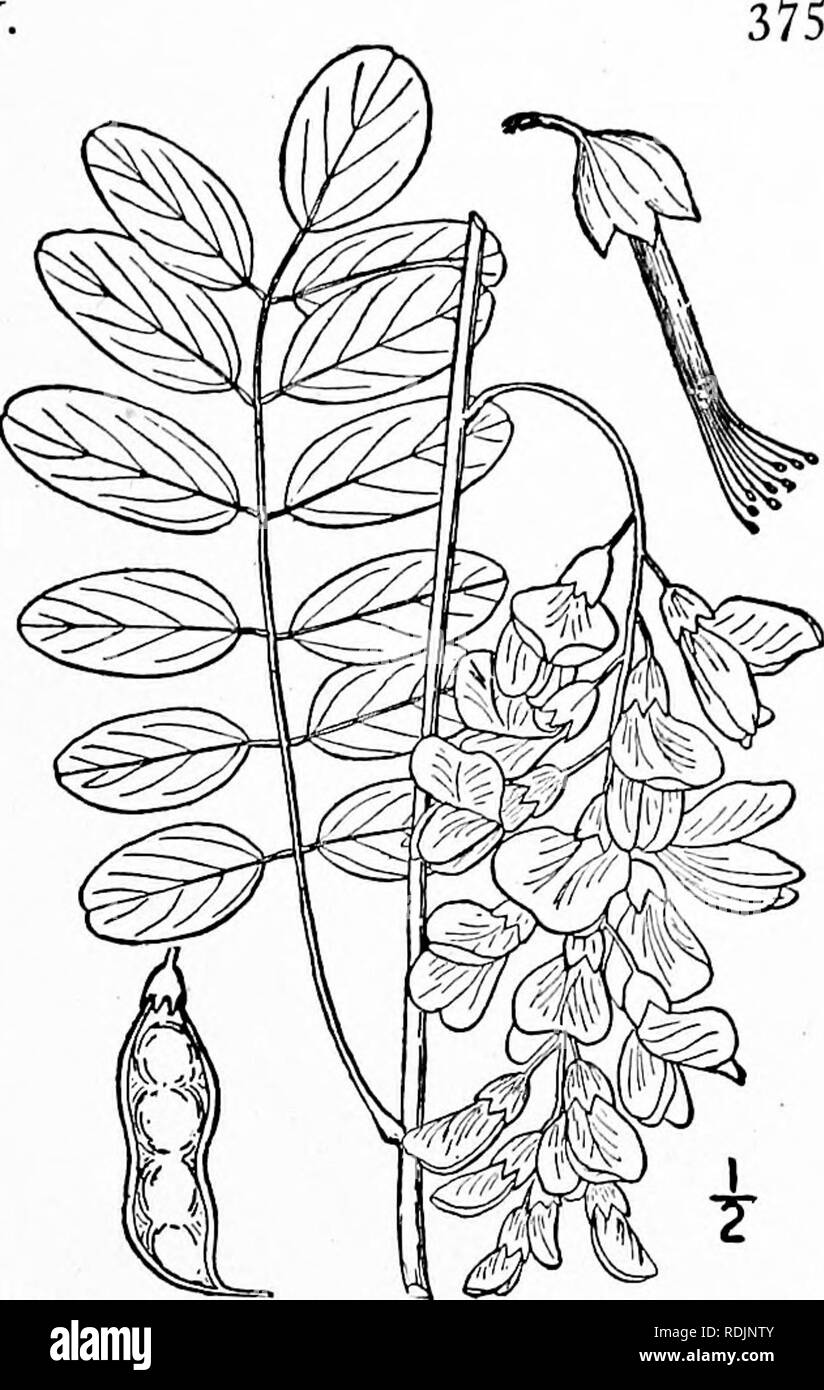 . An illustrated flora of the northern United States, Canada and the British possessions, from Newfoundland to the parallel of the southern boundary of Virginia, and from the Atlantic Ocean westward to the 102d meridian. Botany; Botany. 2. Robinia viscosa Vent. Clammy or Honey Locust. Rose Acacia. Fig. 2527. Robinia viscosa Vent. Hort. Cels, pi. 4. 1800. A small tree, with rough bark, maximum height about 40° and trunk diameter 10'. Twigs and petioles glandular-pubescent, viscid; stip- ules short, sometimes spiny; leaflets 11-25, stalked, obtus^ and mucronate at the apex, mostly rounded at the Stock Photo