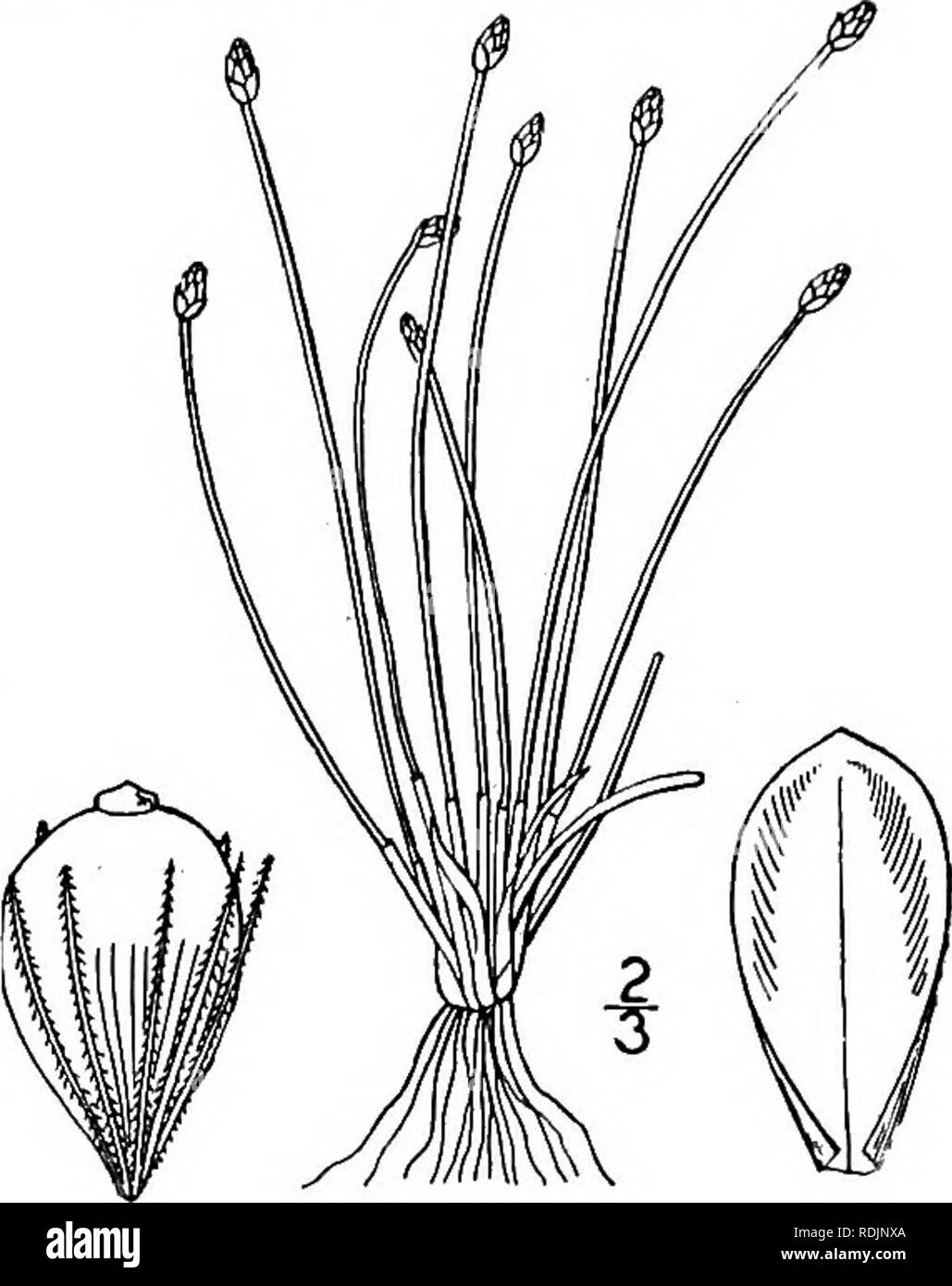 . An illustrated flora of the northern United States, Canada and the British possessions, from Newfoundland to the parallel of the southern boundary of Virginia, and from the Atlantic Ocean westward to the 102d meridian. Botany; Botany. Genus 3. SEDGE FAMILY. 3:3 7. Eleocharis capitata (L.) R. Br. Capitate Spike-rush. Fig. 764.. Scirpus capitatus L. Sp. PI. 48. 1753. Eleocharis capitata R.Br. Prodr. Fl. Nov. Holl. 1 : 225. 1810. Eleocharis dispar E. J. Hill, Bot. Gaz. 7: 3. 1882. E. capitata dispar Fernald, Rhodora 8: 129. 1906. Annual, roots fibrous, culms densely tufted, nearly- terete, almo Stock Photo