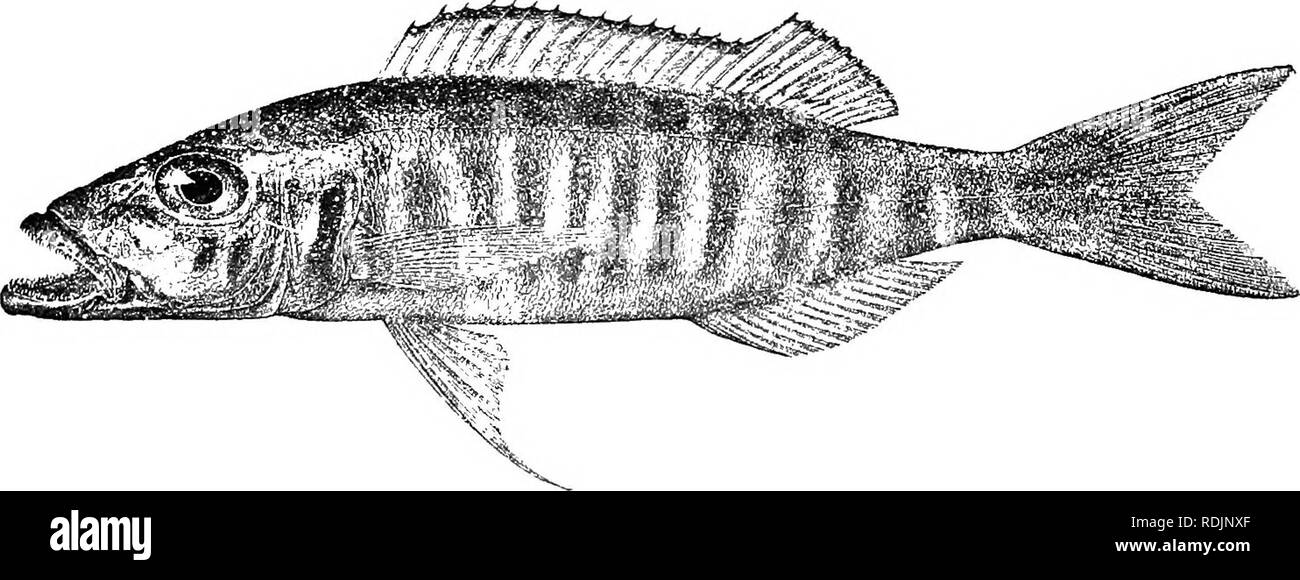 . Catalogue of the fresh-water fishes of Africa in the British museum (Natural history) ... Fishes; Freshwater animals. 440 CICHLID.E. 3. BATHYBATES HOHNI. Steind. Sitzb. Ak. Wieii, cxx. i. 1911, p. 1173, pi. ii. Depth of body 4^ times in total length, length of head 2f times. Snout longer than postocular part of head; lower jaw projecting ; eye 3f times in length of head, exceeding interorbital width; month not extending to below anterior border of eye ; 3 series of teeth m the npper jaw; 9 series of scales on the cheek. 9 gill-rakers on lower part of anterior arch. Dorsal XIV 14; spines snbe Stock Photo