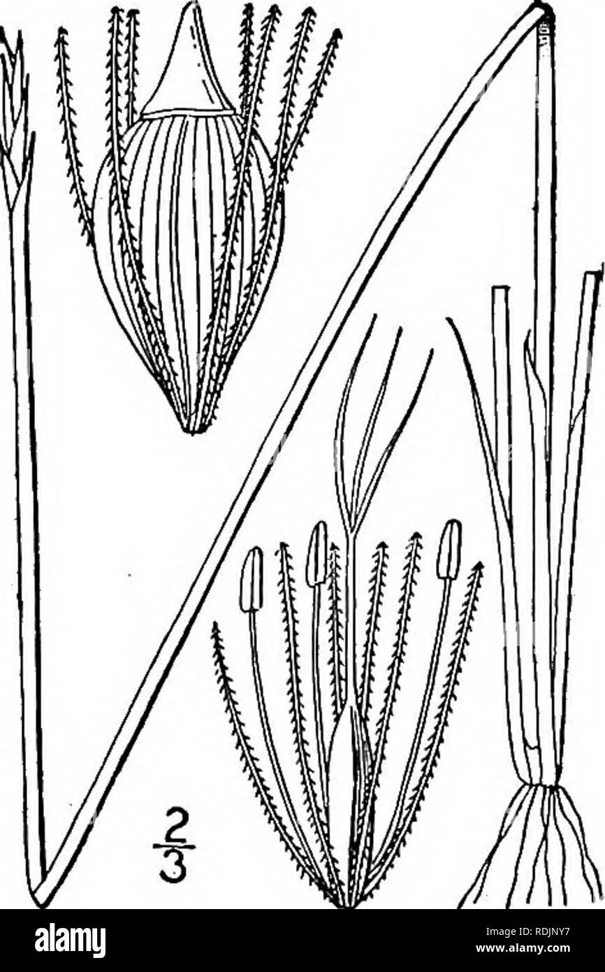 . An illustrated flora of the northern United States, Canada and the British possessions, from Newfoundland to the parallel of the southern boundary of Virginia, and from the Atlantic Ocean westward to the 102d meridian. Botany; Botany. 3. Eleocharis Robbinsii Oakes. Fig. 760. Robbins' Spike-rush. Eleocharis Robbinsii Oakes, Hovey's Mag. 7: 178. 1841. 'Perennial by slender rootstocks, culms slender, 3-angled, continuous, 6'-2° long, sometimes producing numerous fili- form flaccid 'sterile branches from the base. Sheaths ap- pressed, obliquely truncate; spikelet subulate, few-flowered, not thic Stock Photo