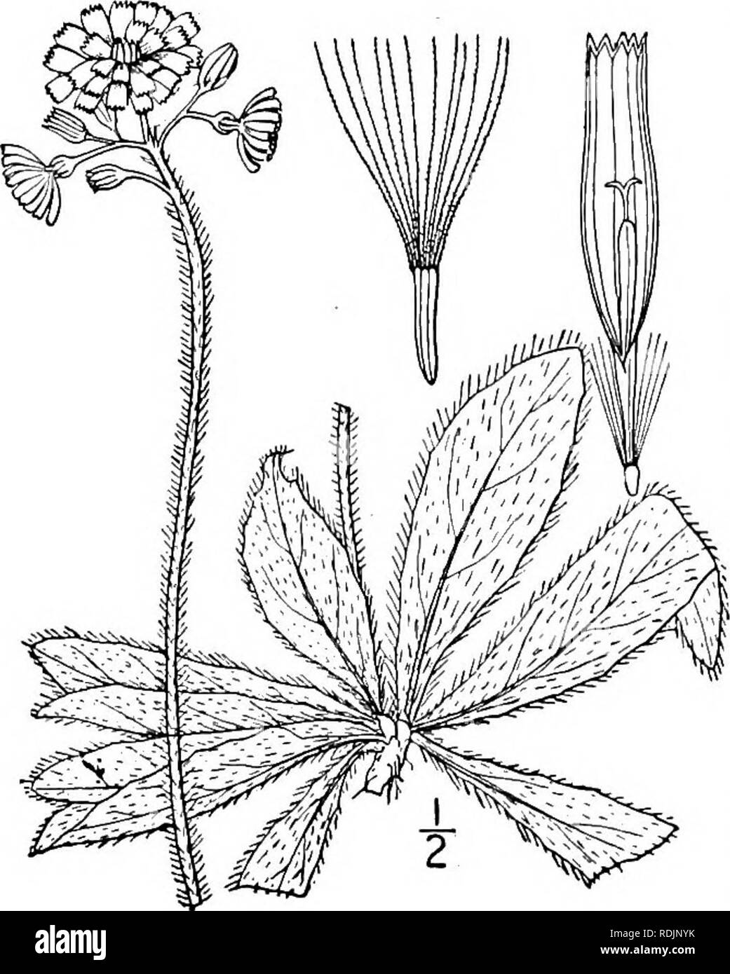 . An illustrated flora of the northern United States, Canada and the British possessions, from Newfoundland to the parallel of the southern boundary of Virginia, and from the Atlantic Ocean westward to the 102d meridian. Botany; Botany. 334 CICHORIACEAE. Vol. III.. 16. Hieracium aurantiacum L. Orange or Tawny Hawkweed. Golden Mouse-Ear Hawkweed. Fig. 4109. Hieracium aurantiacum L. Sp. PI. 801. 1753. Stoloniferous; stem leafless or rarely with 1 or 2 small sessile leaves, hirsute, slender, 6'-2o' high. Basal leaves hirsute, tufted, spatulate or oblong, obtuse, narrowed at the base, entire, or s Stock Photo