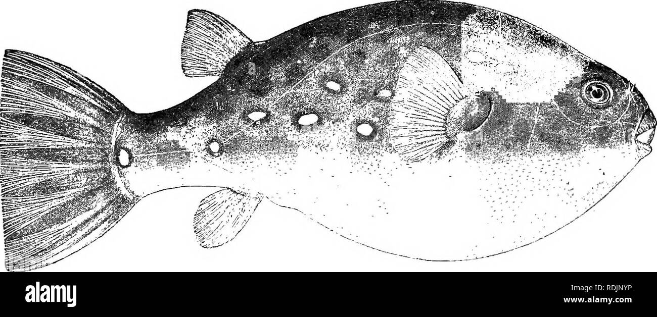 . Catalogue of the fresh-water fishes of Africa in the British museum (Natural history) ... Fishes; Freshwater animals. 146 TETEODONTID-^. 10. Yj 11. Yg. 12. Yff. Muskeiige, Bakubu Countiy, Kasai. Baiizyville, Ubanglii. Uen-e R., Upper Ulianglii. E. Torday, Esq. (P.). Capt. Royaux (C). M. DeBauw(C.). ?,. TETRODON PUSTULATUS. A. Murray, Proc. R. Pliys. Soc. Edinb. i. 1857, p. 253 ; Gimtli. Cat. Fisb. viii. p. 2(31 (1870). Tefraodon leiogaxter, J. A. Smitb, Proc. R. Phys. Soc. Edinb. iii. 1865, p. 268. Head as long as broad or a little longer than broad, its length 3 to o} times in total lengtli Stock Photo