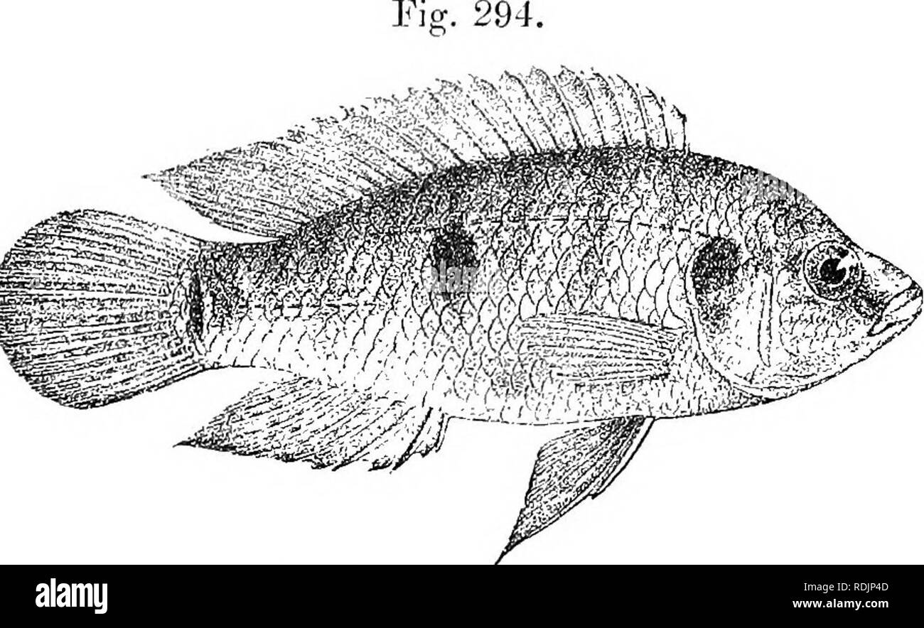 . Catalogue of the fresh-water fishes of Africa in the British museum (Natural history) ... Fishes; Freshwater animals. HEMICHKOMIS. 431 flemicliromis f/itttatus, Giintli. Cat. t. c. p. 275. Hemichromis letourneuxii, Sauv. Bull. Soc. Philom. (7) iv. 1880, p. 212. Hemicliromis saharw, Sauv. t. c. p. 226 ; Holland, Eev. Scientif. (4) ii. 1904, p. 418, fig. Hemichromis rolandi, Rauv. op. cit. v. 1881, p. 103 ; RollanJ, 1. c. Depth of body 2 to .3 times in total length, length of head 2| to 3^ times. Head 1^ to 2 times as long as broad ; snout with straight or convex upper profile, as long as or  Stock Photo
