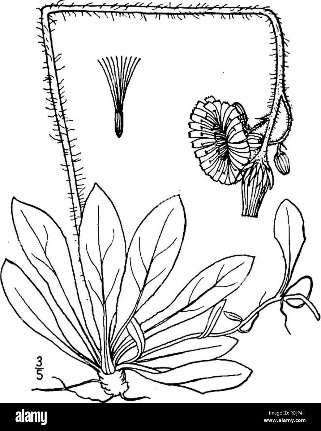 . An illustrated flora of the northern United States, Canada and the British possessions, from Newfoundland to the parallel of the southern boundary of Virginia, and from the Atlantic Ocean westward to the 102d meridian. Botany; Botany. 14. Hieracium floribundum Wimm. &amp; Grab. Smoothish Hawkweed. Fig. 4107. Hieracum floribundum Wimm. &amp; Grab. Fl. Siles. 22: 204. 1829. Stoloniferous; plant glaucous-green; scape loosely hirsute and more or less glandular- pubescent, slender, i°-2i° high, the stolons some- times 8' long. Basal leaves tufted, narrowly oblanceolate, acutish or obtuse, 2-6' lo Stock Photo