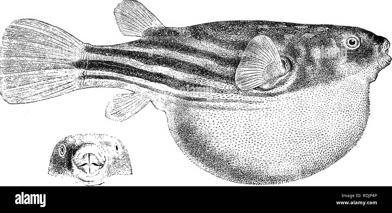 . Catalogue of the fresh-water fishes of Africa in the British museum (Natural history) ... Fishes; Freshwater animals. TETEODOX. 143 1. TETRODON FAHAKA. Linn, in Hassolq. Reise Palcest. p. 441 (1762) ; Giiutli. Oat. Fisli. viii. p. 290 (1870); Bouleug. Fish. Nile, p. 544, pi. xcvii. (1907); Pellegr. Poiss'. Bass. Tcliad, p. 140, fig. (1914). Tetvodon Uneattis, Linn. Syst. Nat. i. p. 411 (1766) ; Forsk. Desjr. Aiiim. p. 76 (1775) ; Giinth. Petlierick's Trav. ii. p. 267 (1869). Tetrodon pli'jsa, Geoffr. Dfiscr. Egypte, Poiss. p. 19^ pis. i. &amp; ii. (1809); Joannis, Mag. Zool. 1835, iv. pi. ii Stock Photo