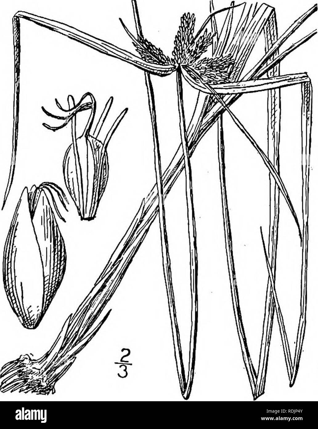 . An illustrated flora of the northern United States, Canada and the British possessions, from Newfoundland to the parallel of the southern boundary of Virginia, and from the Atlantic Ocean westward to the 102d meridian. Botany; Botany. 34. Cyperus filiculmis Vahl. Slender Cyperus. Fig. 754. Cyperus filiculmis Vahl, Enum. 2 : 328. 1806. C. filiculmis macilentus Fernald, Rhodora 8: 128. 1906. C. macilentus Bicknell, Bull. Torr. Club 35: 478. 1908. Perennial by hard oblong corms, culm smooth, slen- der or almost filiform, ascending or reclined, 6'-i8' long, usually longer than the rough-margined Stock Photo