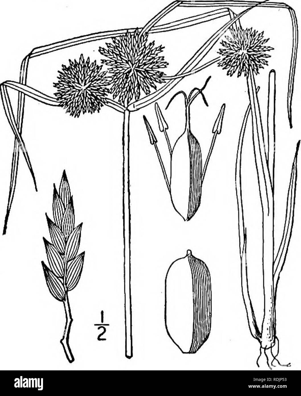 . An illustrated flora of the northern United States, Canada and the British possessions, from Newfoundland to the parallel of the southern boundary of Virginia, and from the Atlantic Ocean westward to the 102d meridian. Botany; Botany. Genus 2. SEDGE FAMILY. 3°9. 34. Cyperus filiculmis Vahl. Slender Cyperus. Fig. 754. Cyperus filiculmis Vahl, Enum. 2 : 328. 1806. C. filiculmis macilentus Fernald, Rhodora 8: 128. 1906. C. macilentus Bicknell, Bull. Torr. Club 35: 478. 1908. Perennial by hard oblong corms, culm smooth, slen- der or almost filiform, ascending or reclined, 6'-i8' long, usually lo Stock Photo