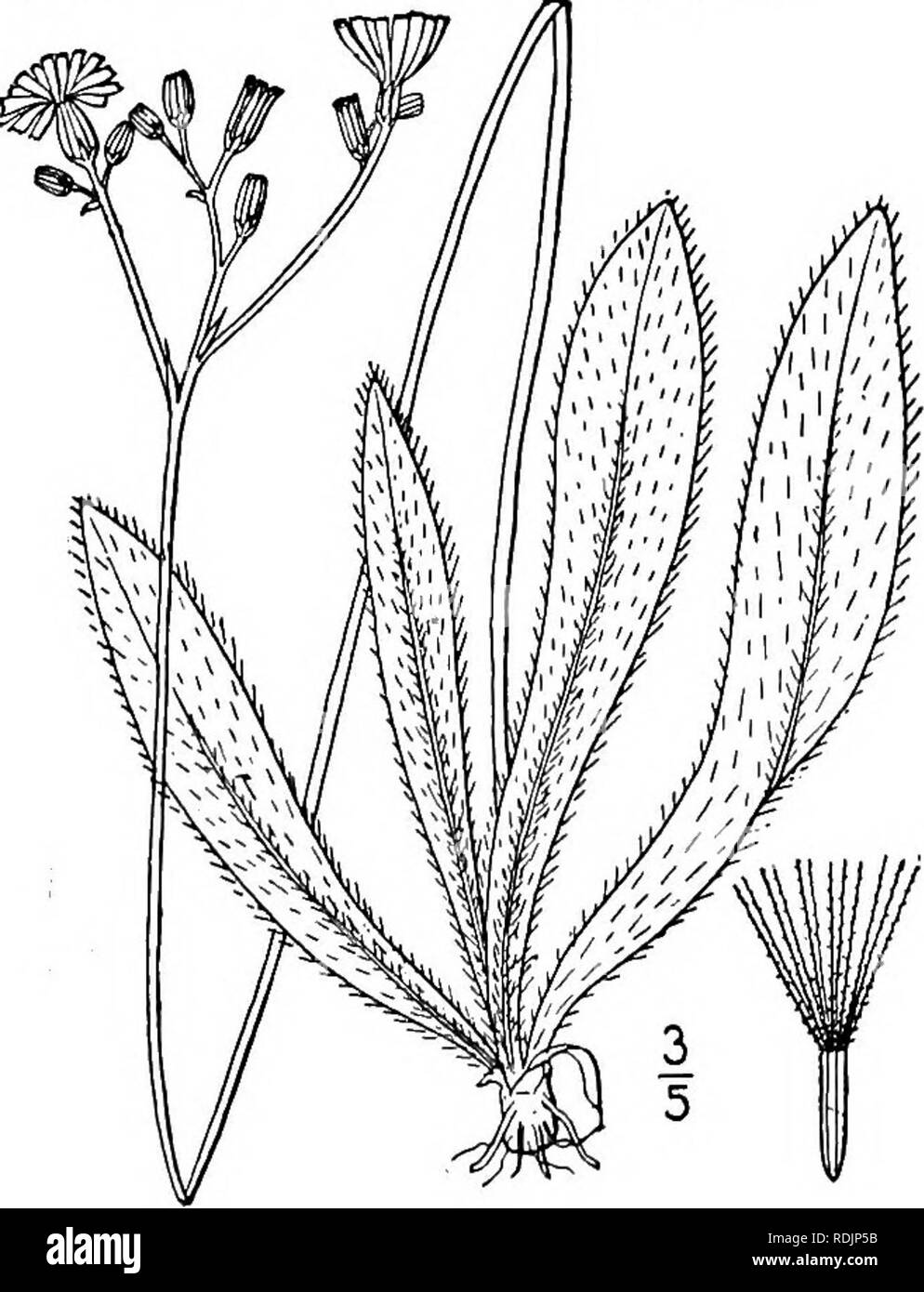 . An illustrated flora of the northern United States, Canada and the British possessions, from Newfoundland to the parallel of the southern boundary of Virginia, and from the Atlantic Ocean westward to the 102d meridian. Botany; Botany. io. Hieracium venosum L. Rattlesnake-weed. Poor Robin's Plantain. Fig. 4103. Hieracium venosum L. Sp. PI. 800. 1753. Stems solitary or several from the same root, slender, glabrous, or with a few hispid hairs near the base, or also above, leafless or with 1-3 leaves, paniculately branched above, i°-3° high. Basal leaves tufted, spreading on the ground, obovate, Stock Photo