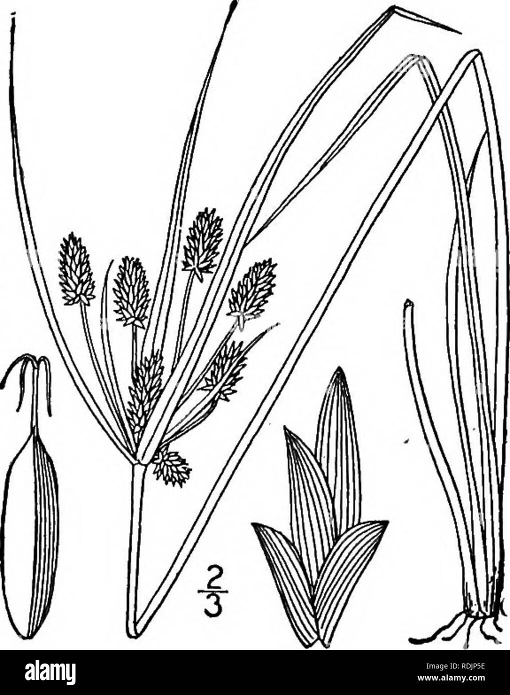 . An illustrated flora of the northern United States, Canada and the British possessions, from Newfoundland to the parallel of the southern boundary of Virginia, and from the Atlantic Ocean westward to the 102d meridian. Botany; Botany. CYPERACEAE. Vol. I. 31. Cyperus hystricinus Fernald. Bristly Cyperus. Fig. 751. Cyperus hystricinus Fernald, Rhodora 8: 127. 1906. Perennial by corms and rootstocks; culms rather stout, smooth throughout, 30 tall or less. Leaves smooth, I&quot;-3&quot; wide, the basal ones shorter than the culm, those of the involucre about as long as the umbel; rays 14 or fewe Stock Photo