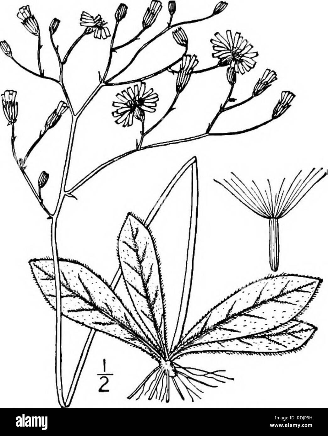 . An illustrated flora of the northern United States, Canada and the British possessions, from Newfoundland to the parallel of the southern boundary of Virginia, and from the Atlantic Ocean westward to the 102d meridian. Botany; Botany. 332 CICHORIACEAE. Vol. III.. io. Hieracium venosum L. Rattlesnake-weed. Poor Robin's Plantain. Fig. 4103. Hieracium venosum L. Sp. PI. 800. 1753. Stems solitary or several from the same root, slender, glabrous, or with a few hispid hairs near the base, or also above, leafless or with 1-3 leaves, paniculately branched above, i°-3° high. Basal leaves tufted, spre Stock Photo