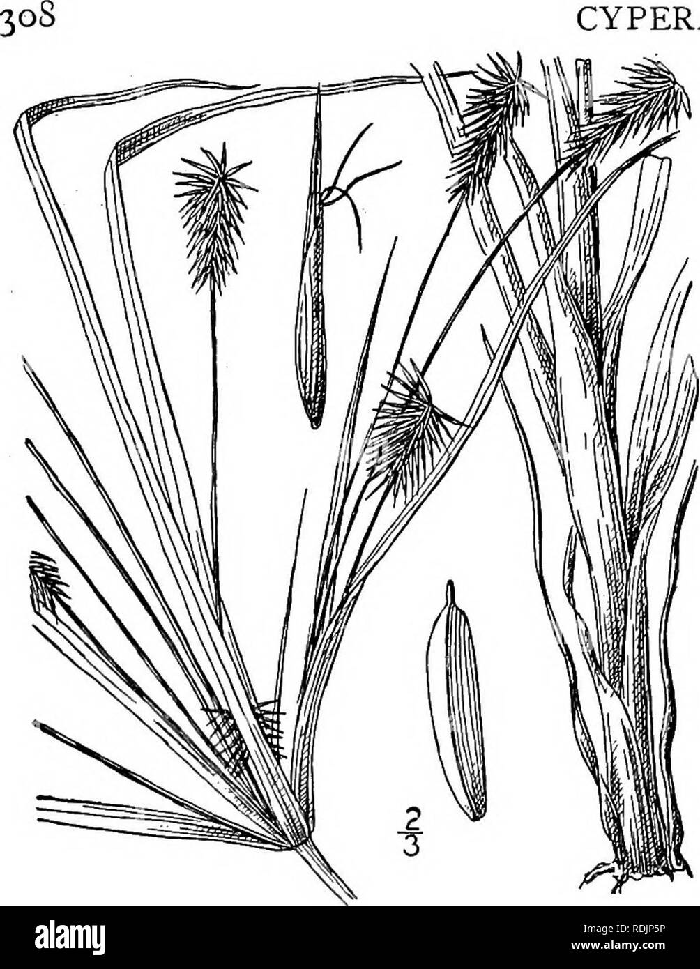 . An illustrated flora of the northern United States, Canada and the British possessions, from Newfoundland to the parallel of the southern boundary of Virginia, and from the Atlantic Ocean westward to the 102d meridian. Botany; Botany. CYPERACEAE. Vol. I. 31. Cyperus hystricinus Fernald. Bristly Cyperus. Fig. 751. Cyperus hystricinus Fernald, Rhodora 8: 127. 1906. Perennial by corms and rootstocks; culms rather stout, smooth throughout, 30 tall or less. Leaves smooth, I&quot;-3&quot; wide, the basal ones shorter than the culm, those of the involucre about as long as the umbel; rays 14 or fewe Stock Photo