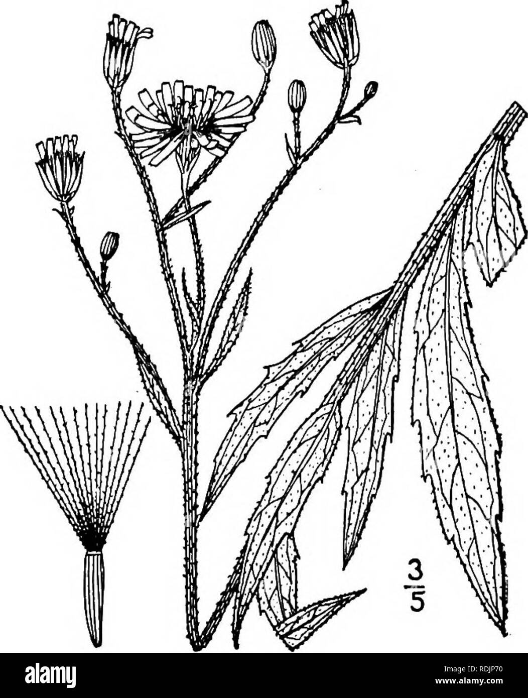 . An illustrated flora of the northern United States, Canada and the British possessions, from Newfoundland to the parallel of the southern boundary of Virginia, and from the Atlantic Ocean westward to the 102d meridian. Botany; Botany. 33° CICHORIACEAE. Vol. III.. 4. Hieracium scabriusculum Schwein. Narrow-leaved Hawkweed. Fig. 4097. H. scabriusculum Schwein. in Long's Exp. 2: 394- 1824. Stem rather slender, glabrous or puberulent, sometimes hispid below, usually very leafy nearly or quite up to the inflorescence, usually simple, i°-2i° high. Leaves lanceolate or linear-lanceo- late or the lo Stock Photo