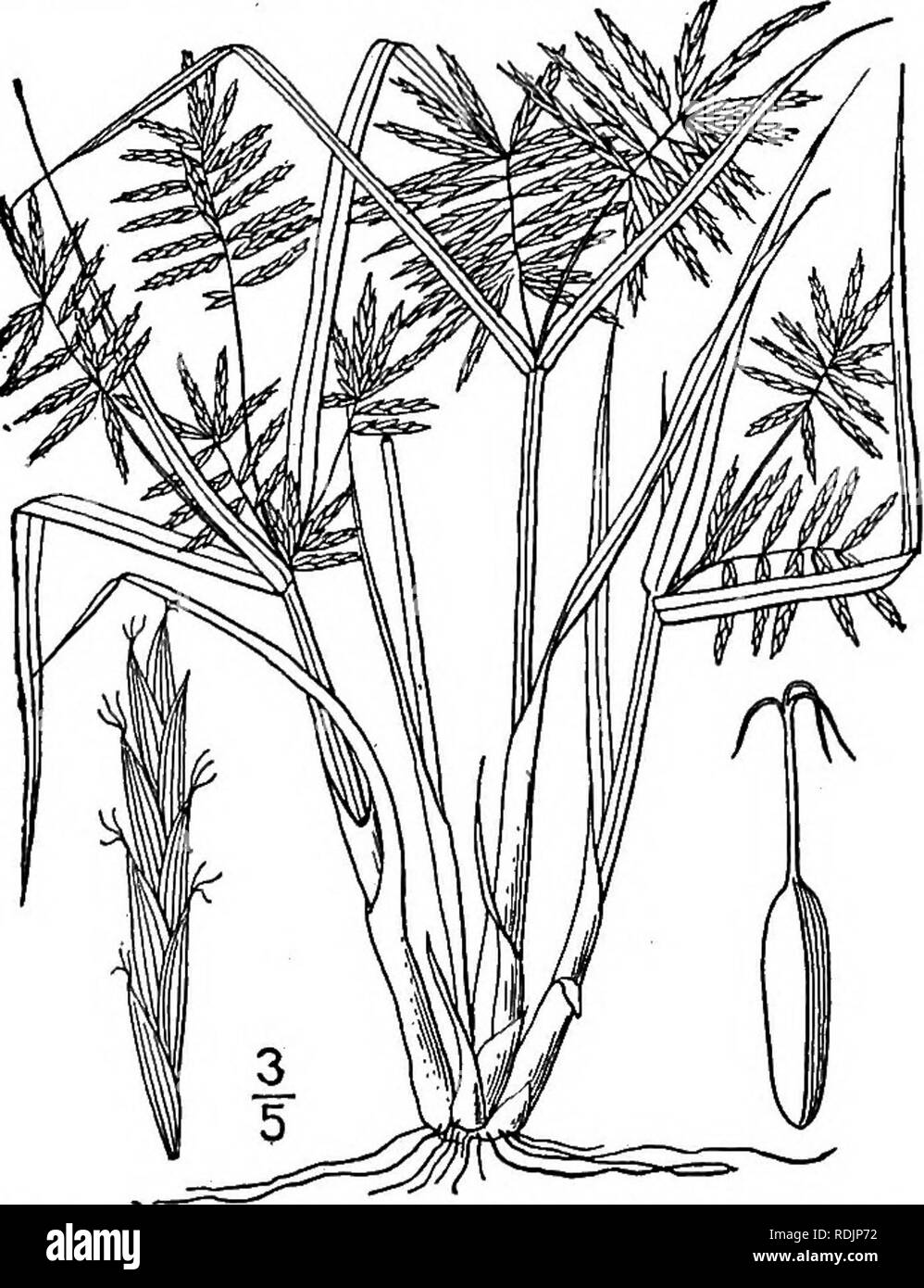 . An illustrated flora of the northern United States, Canada and the British possessions, from Newfoundland to the parallel of the southern boundary of Virginia, and from the Atlantic Ocean westward to the 102d meridian. Botany; Botany. CYPERACEAE. Vol. I. 25. Cyperus ferax L. C. Richard. Coarse Cyperus. Fig. 745. Cyperus ferax L. C. Rich, Act. Soc. Hist. Nat. Paris 1: 106. 1792. Annual, closely related to the preceding species, but with smooth-margined, shorter and broader leaves, those of the involucre some- times but little exceeding the inflorescence, the scales of the spikelets less imbri Stock Photo