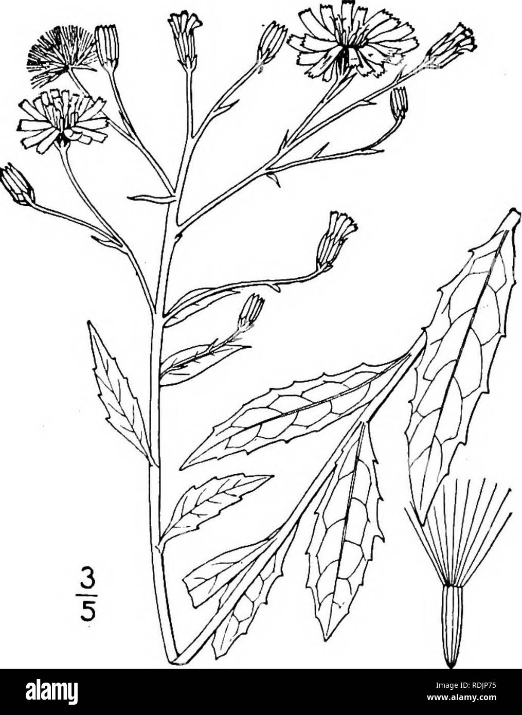 . An illustrated flora of the northern United States, Canada and the British possessions, from Newfoundland to the parallel of the southern boundary of Virginia, and from the Atlantic Ocean westward to the 102d meridian. Botany; Botany. 2. Hieracium vulgatum Fries. Fig. 4095. Hawkweed. H. molle Pursh, Fl. Am. Sept. 503. 1814. Not Jacq. 1774. H. vulgatum Fries, Fl. Hall. 128. 1817-18. Similar to the preceding species, sometimes taller and slightly glaucous; stem 2-5-leaved, pubescent or glabrate. Basal leaves oblong or lanceolate, acute at both ends, or some of them obtuse at the apex, coarsely Stock Photo