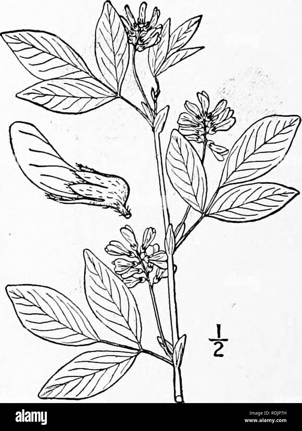 . An illustrated flora of the northern United States, Canada and the British possessions, from Newfoundland to the parallel of the southern boundary of Virginia, and from the Atlantic Ocean westward to the 102d meridian. Botany; Botany. 10. Psoralea hypogaea Nutt. Small Indian Bread- root. Fig. 2500. Psoralea hypogeae Nutt. ; T. &amp; G. Fl. N. A. i ; 302. 1838. Similar to the preceding species, but smaller, nearly acaulescent, the stem hardly rising above the ground, densely pubescent with appressed whitish hairs. Petioles 2-4 times as long as the leaves; stipules oblong, acutish, about 6&quo Stock Photo