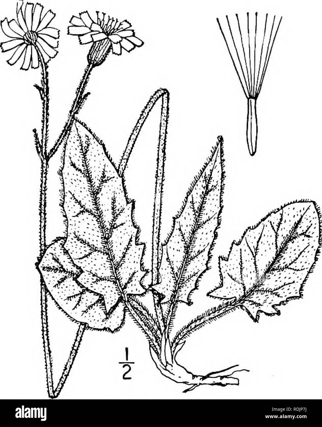 . An illustrated flora of the northern United States, Canada and the British possessions, from Newfoundland to the parallel of the southern boundary of Virginia, and from the Atlantic Ocean westward to the 102d meridian. Botany; Botany. Genus 22. CHICORY FAMILY. 329 1. Hieracium murdrum L. Wall Hawk- weed. Fig. 4094. Hieracium murorum L. Sp. PI. 802. 1753. Stem pubescent or glabrate, simple, or with 1 or 2 branches, i°-2i° high. Basal leaves thin, ovate or oblong, obtuse or acute, cordate or truncate at the base, or abruptly narrowed into petioles, coarsely dentate or laciniate, at least near  Stock Photo