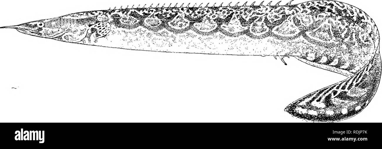 . Catalogue of the fresh-water fishes of Africa in the British museum (Natural history) ... Fishes; Freshwater animals. MASTACEMBELUS. 123 band along the body, disappearing a little in advance of the vent; a dark band on each side of the head, and a vertical bar below the eye ; fins yellow, with dark brown spots and oblique streaks. Total length 445 millim. Quanza River, Angola. 1. Tyjie. Qnanza R. Dr. W. J. Ansorgc (C). Fiff. 76. ... Mastneemhelus congicus. 11. MASTACEMBELUS CONGICUS. Bouleng. Ann. &amp; Mng. N. H. (G) xvii. 1896, p. 311, Ti-. Zool. Soc. xv. 1898, p. Is, and Poiss. Bass. Cong Stock Photo