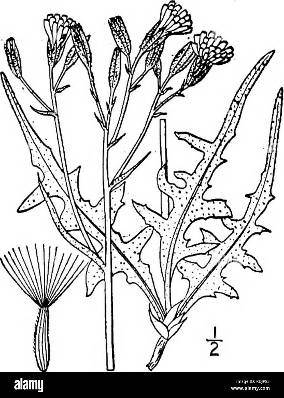 . An illustrated flora of the northern United States, Canada and the British possessions, from Newfoundland to the parallel of the southern boundary of Virginia, and from the Atlantic Ocean westward to the 102d meridian. Botany; Botany. 6. Crepis biennis L. Rough Hawksbeard. Fig. 4091. Crepis biennis L. Sp. PI. 807. 1753. Biennial, or sometimes annual; stem pubescent or hirsute, leafy, at least below, branched above, 2°-3° high. Leaves runcinate-pinnatifid, usually hirsute, 2'-6' long, oblong or spatulate, the lower and basal ones narrowed into petioles and some- times merely dentate, the uppe Stock Photo