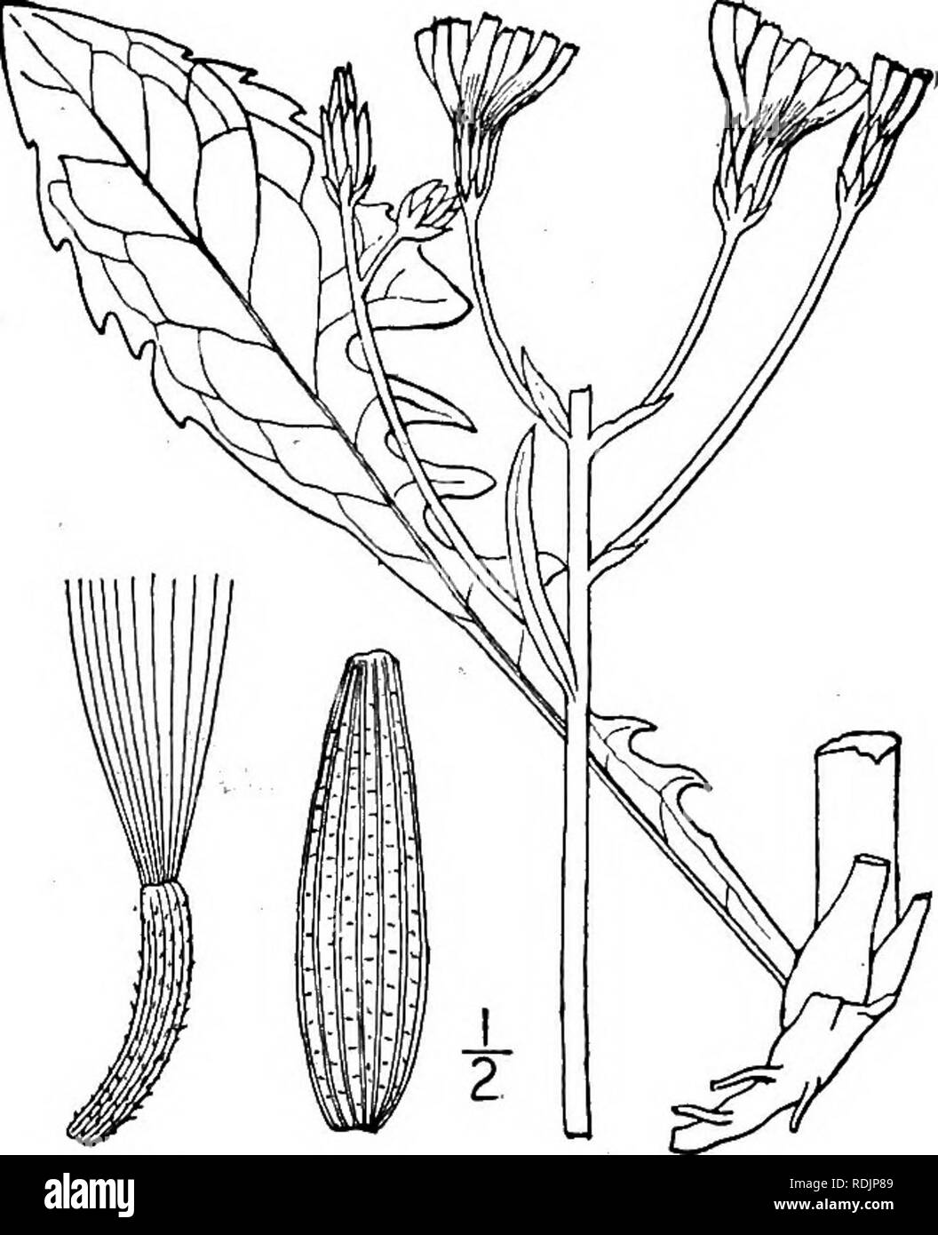 . An illustrated flora of the northern United States, Canada and the British possessions, from Newfoundland to the parallel of the southern boundary of Virginia, and from the Atlantic Ocean westward to the 102d meridian. Botany; Botany. 6. Crepis biennis L. Rough Hawksbeard. Fig. 4091. Crepis biennis L. Sp. PI. 807. 1753. Biennial, or sometimes annual; stem pubescent or hirsute, leafy, at least below, branched above, 2°-3° high. Leaves runcinate-pinnatifid, usually hirsute, 2'-6' long, oblong or spatulate, the lower and basal ones narrowed into petioles and some- times merely dentate, the uppe Stock Photo