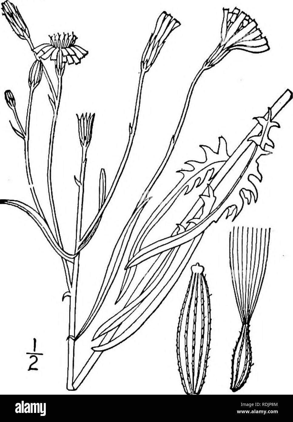 . An illustrated flora of the northern United States, Canada and the British possessions, from Newfoundland to the parallel of the southern boundary of Virginia, and from the Atlantic Ocean westward to the 102d meridian. Botany; Botany. 4. Crepis tectorum L. Narrow-leaved Hawks- beard. Fig. 4089. Crepis tectorum L. Sp. PI. 807. 1753. Annual; stem slender, puberulent or pubescent, leafy, branched, i°-2° high. Basal leaves lanceolate, dentate, or runcinate-pinnatifid, 4'-6' long; stem leaves sessile, sometimes slightly sagittate at the base, linear, entire, dentate, or lobed, their margins revol Stock Photo