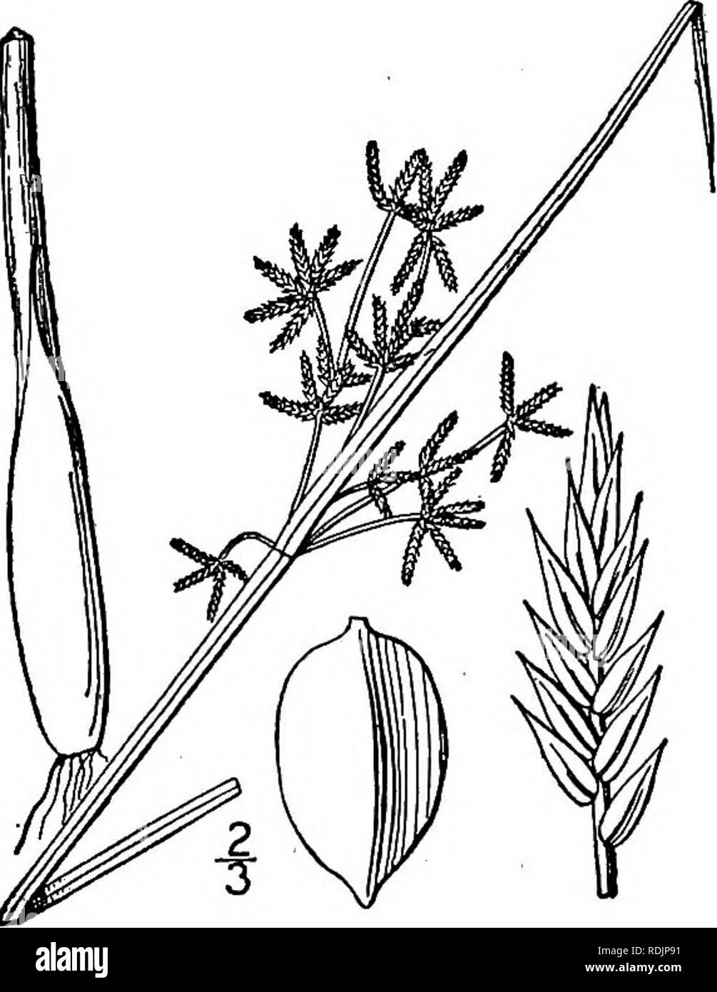 . An illustrated flora of the northern United States, Canada and the British possessions, from Newfoundland to the parallel of the southern boundary of Virginia, and from the Atlantic Ocean westward to the 102d meridian. Botany; Botany. 16. Cyperus fuscus L. Brown Cyperus. Fig. 736. Cyperus fuscus L. Sp. PI. 46. 1753. Annual, culms slender, tufted, 6-15' high, longer than or equalled by the leaves. Leaves rather dark green, about 1&quot; wide, those of the involucre 4-6, the longer much exceeding the inflorescence; umbel several-rayed, somewhat compound, the rays short; spikelets linear, z&quo Stock Photo