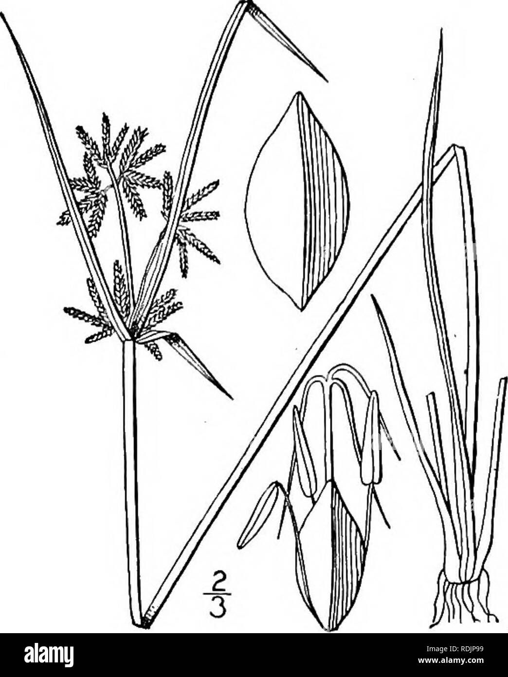 . An illustrated flora of the northern United States, Canada and the British possessions, from Newfoundland to the parallel of the southern boundary of Virginia, and from the Atlantic Ocean westward to the 102d meridian. Botany; Botany. Genus 2. SEDGE FAMILY. 3°3. 16. Cyperus fuscus L. Brown Cyperus. Fig. 736. Cyperus fuscus L. Sp. PI. 46. 1753. Annual, culms slender, tufted, 6-15' high, longer than or equalled by the leaves. Leaves rather dark green, about 1&quot; wide, those of the involucre 4-6, the longer much exceeding the inflorescence; umbel several-rayed, somewhat compound, the rays sh Stock Photo