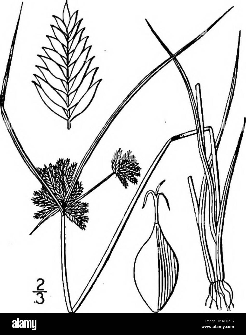 . An illustrated flora of the northern United States, Canada and the British possessions, from Newfoundland to the parallel of the southern boundary of Virginia, and from the Atlantic Ocean westward to the 102d meridian. Botany; Botany. 15. Cyperus acuminatus Torr. &amp; Hook. Short- pointed Cyperus. Fig. 735. Cyperus acuminatus Torr. &amp; Hook. Ann. Lye. N. Y. 3: 435. 1836. Annual, culms very slender, tufted, 3'-is' tall, longer than or equalling the leaves. Leaves light green, usu- ally less than 1&quot; wide, those of the involucre much elongated; umbel 1-4-rayed, simple; rays short; spike Stock Photo