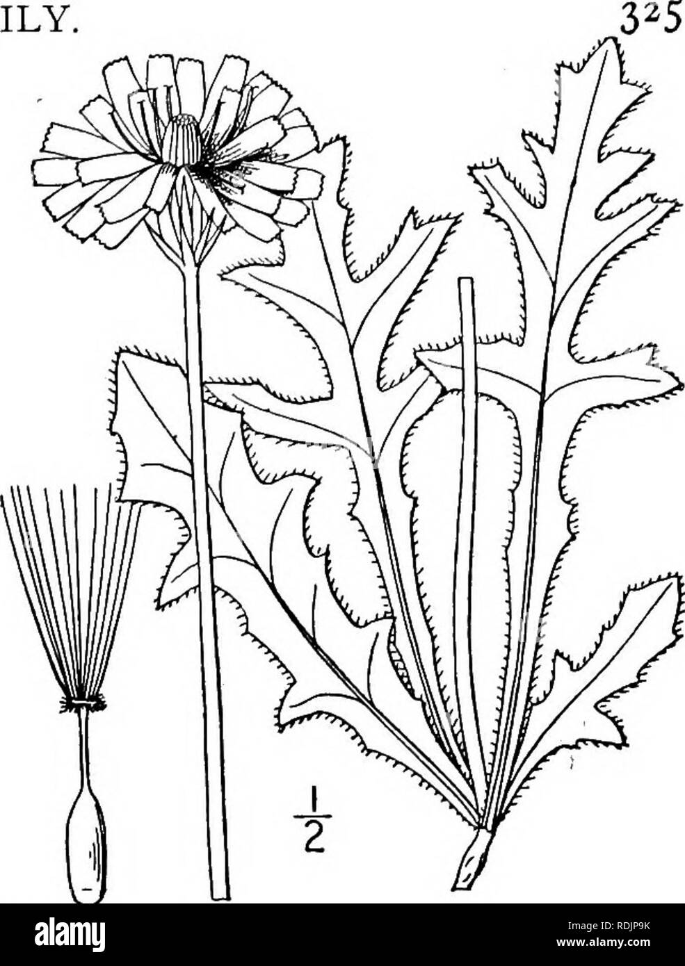 . An illustrated flora of the northern United States, Canada and the British possessions, from Newfoundland to the parallel of the southern boundary of Virginia, and from the Atlantic Ocean westward to the 102d meridian. Botany; Botany. Genus 20. CHICORY FAMILY.. 2. Sitilias grandifldra (Nutt.) Greene. Rough False Dandelion. Fig. 4085. Barkhausia grandiflora Nutt. Journ. Phila. Acad. 7: 69. 1834. ' Pyrrhopappus scaposus DC. Prodr. 7: 144. 1838. Sitilias grandiflora. Greene, Pittonia 2 : 180. 1891. Hirsute or pubescent; root tuberous-thickened. Leaves all basal, oblong or spatulate in outline,  Stock Photo