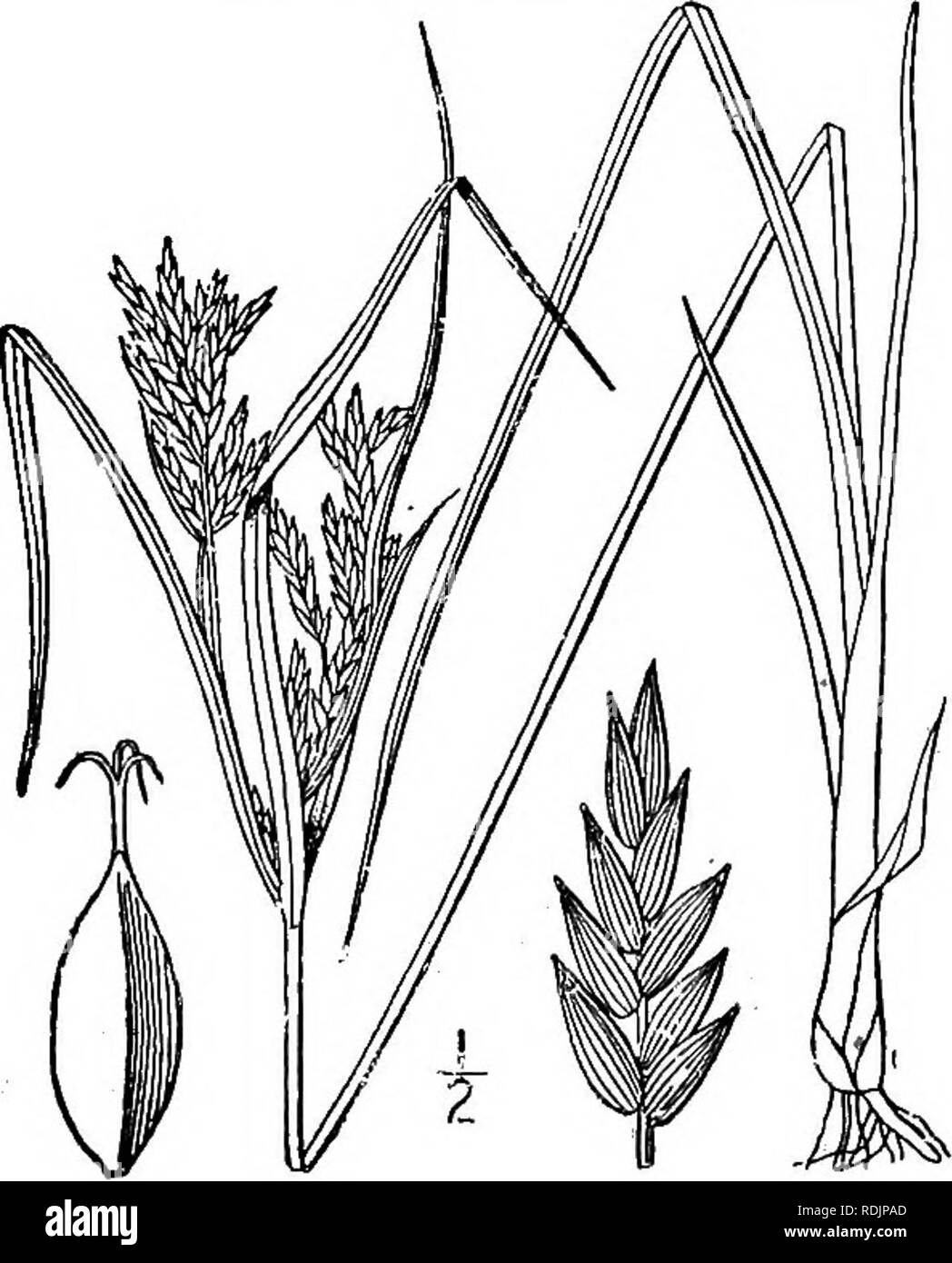 . An illustrated flora of the northern United States, Canada and the British possessions, from Newfoundland to the parallel of the southern boundary of Virginia, and from the Atlantic Ocean westward to the 102d meridian. Botany; Botany. 10. Cyperus Iria L. Yellow Cyperus. Fig. 730. Cyperus Iria L. Sp. PI. 45. 1753. Annual with fibrous roots; culms tufted, 4-20' tall, 3-angled. Basal leaves i&quot;-?,&quot; wide, shorter than the culm or equalling it, those of the involucre similar, the longer ones surpassing the inflorescence; umbel several- rayed, usually compound; spikelets numerous, spicat Stock Photo