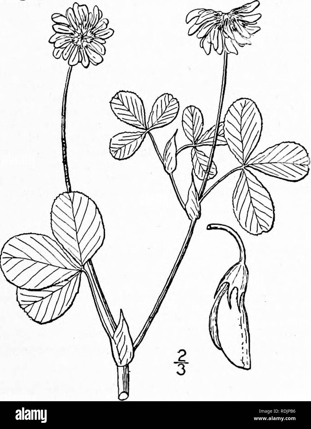 . An illustrated flora of the northern United States, Canada and the British possessions, from Newfoundland to the parallel of the southern boundary of Virginia, and from the Atlantic Ocean westward to the 102d meridian. Botany; Botany. II. Trifolium stoloniferum Muhl. Running Buf- falo Clover. Fig. 2484. Trifolium stoloniferum Muhl. Cat. 70. 1813. Perennial, glabrous, branching, 6'-i2' long, forming run- ners at the base. Leaves, especially the lower, long-peti- oled ; stipules ovate-lanceolate, acute, membranous, often l' long; leaflets all from the same point, short-stalked, ob- ovate or ob Stock Photo