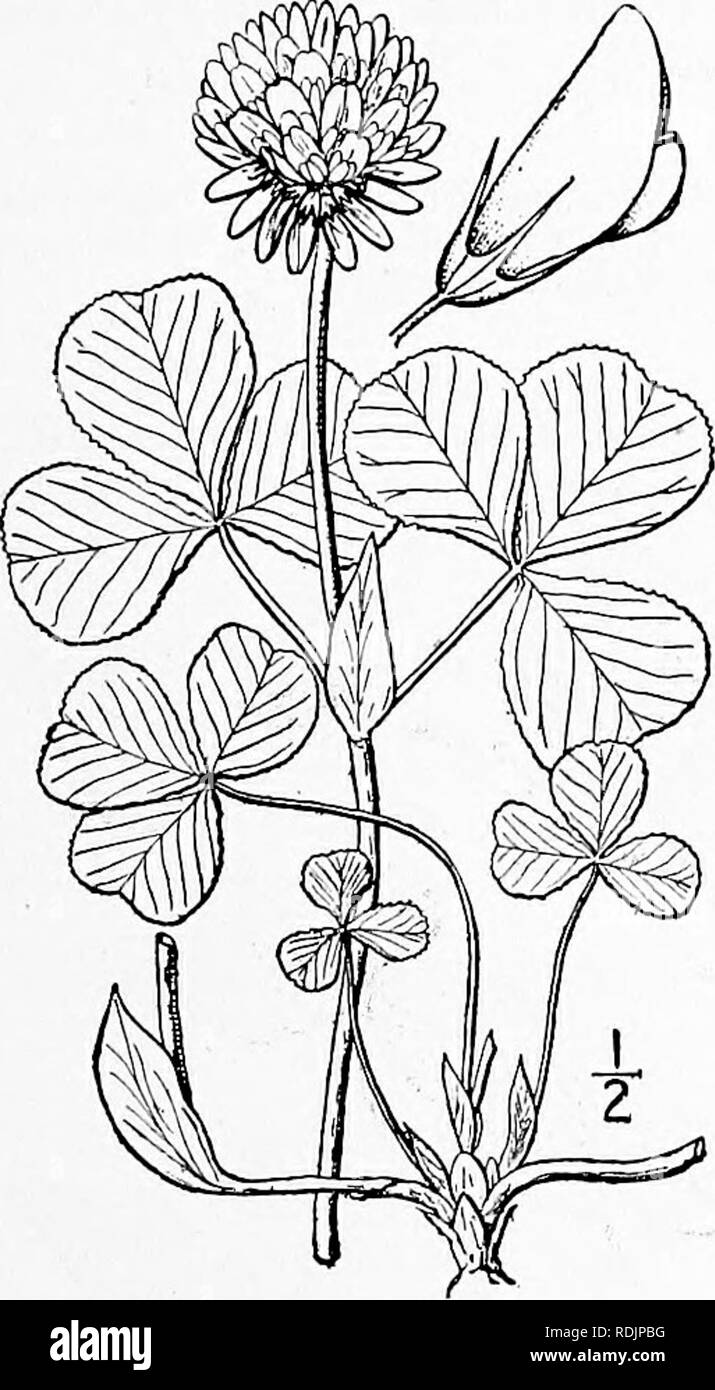 . An illustrated flora of the northern United States, Canada and the British possessions, from Newfoundland to the parallel of the southern boundary of Virginia, and from the Atlantic Ocean westward to the 102d meridian. Botany; Botany. Genus 12. PEA FAMILY. 357 10. Trifolium reflexum L. Buffalo Clover. Fig. 2483. Trifolium reflexum L. Sp, PI. 766. 1753. Annual or biennual, pubescent, ascending, branching, io'-2o' high. Leaves long-petioled; stipules ovate-lan- ceolate, acuminate, foliaceous, few-toothed or entire, 8&quot;-i2&quot; long; leaflets all from the same point, short- stalked, oval o Stock Photo